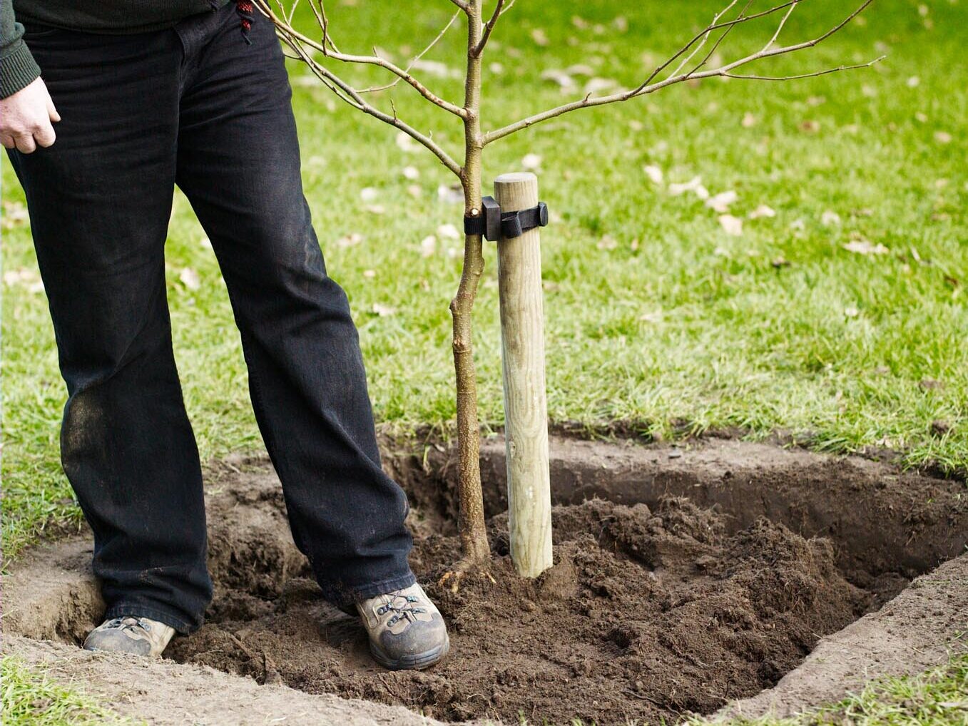 How to plant a tree
