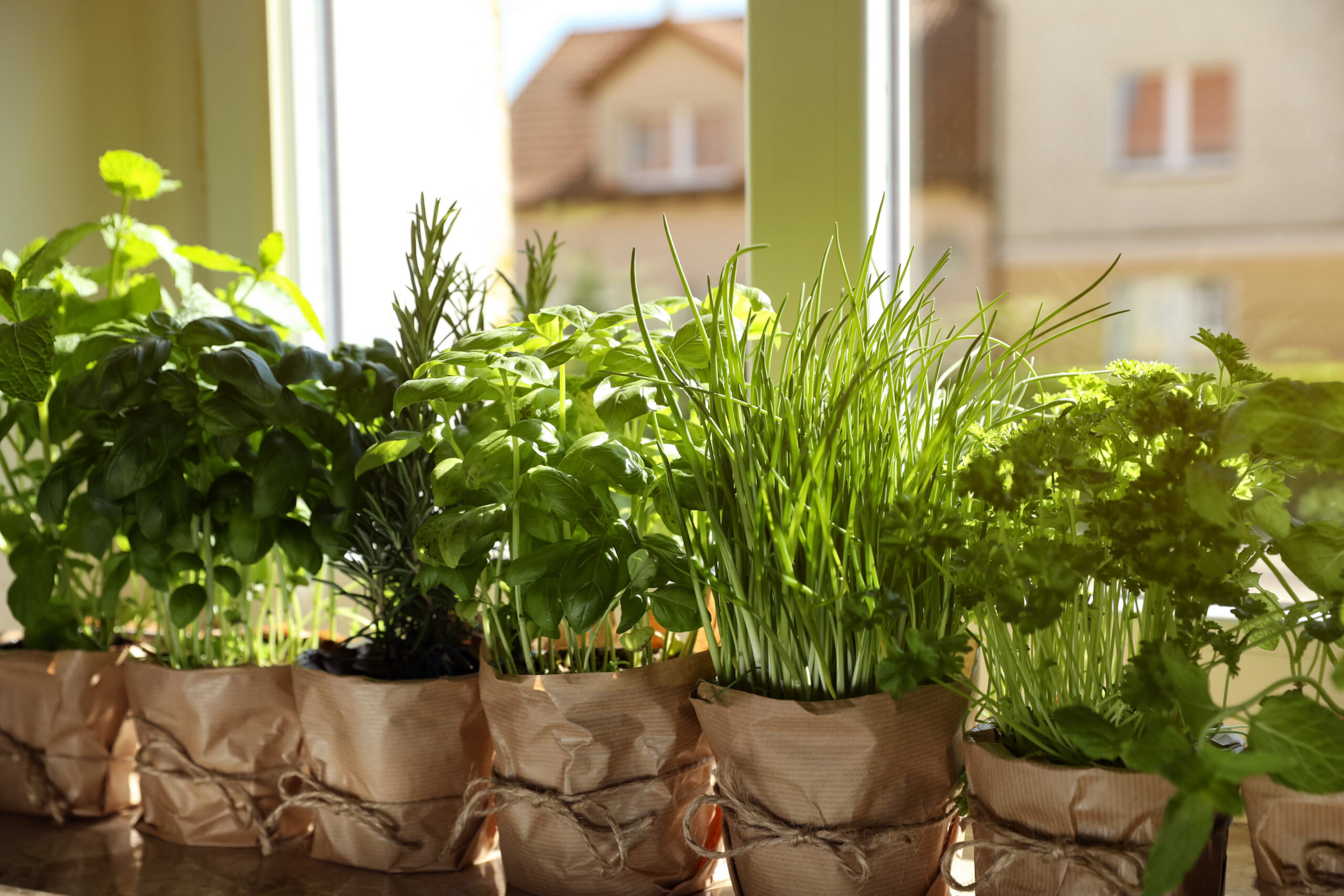 Herbs on a windowsill
