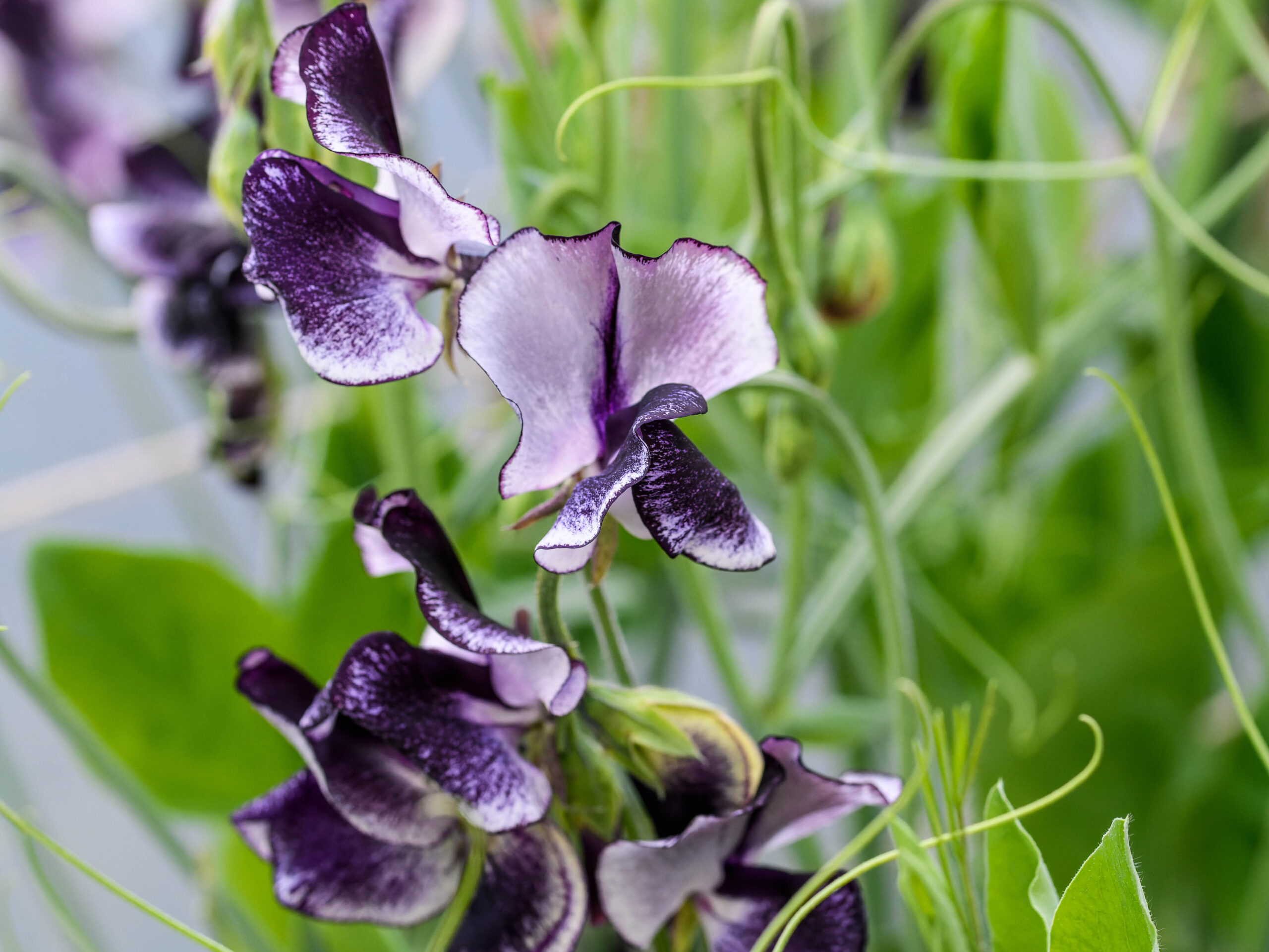 Lathyrus odoratus 'Nimbus' sweet pea