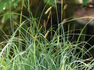 Carex flacca ©Jason Ingram Carex flacca