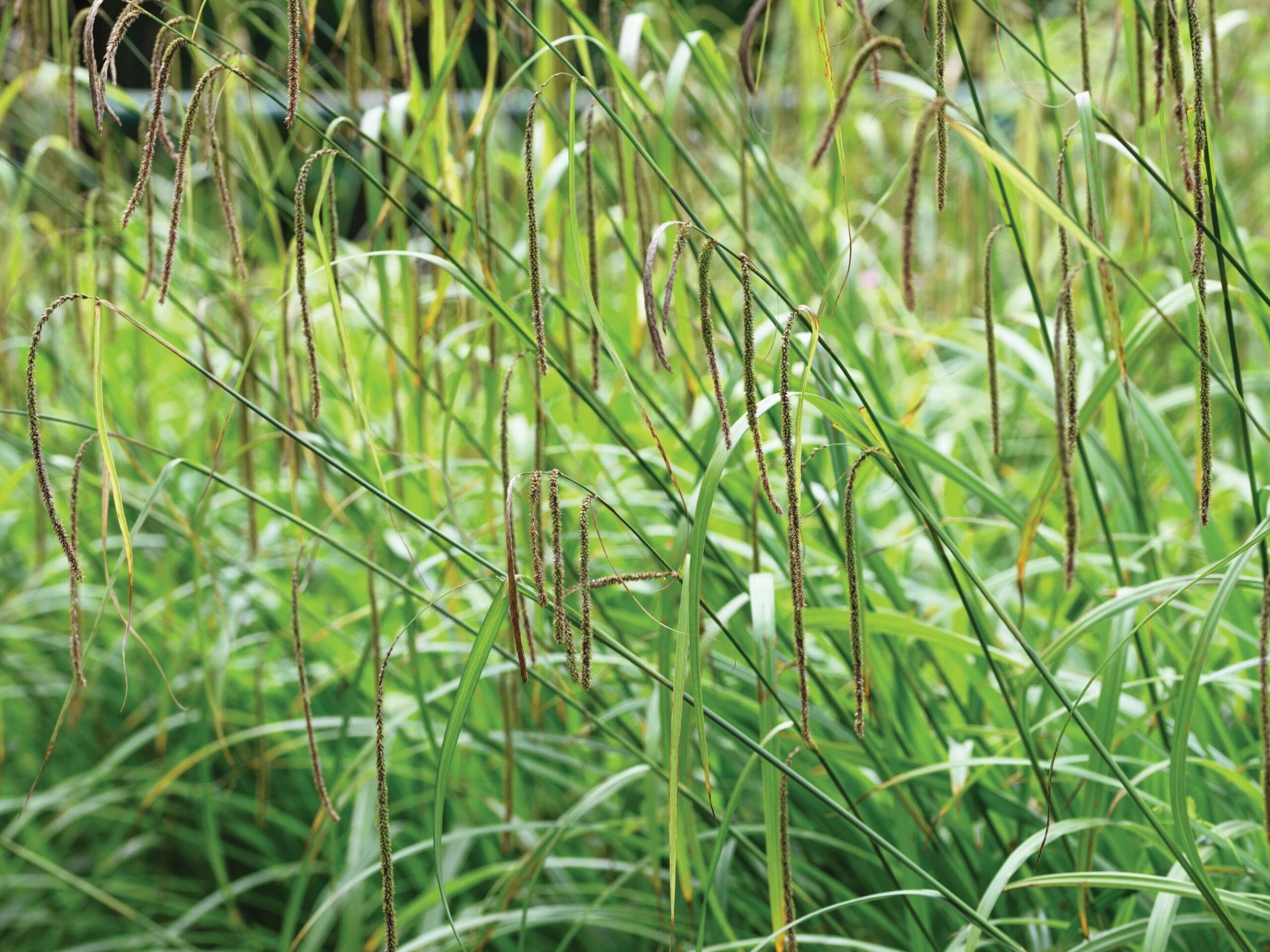 Carex pendula
