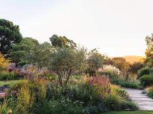 Australian garden Garden in summer