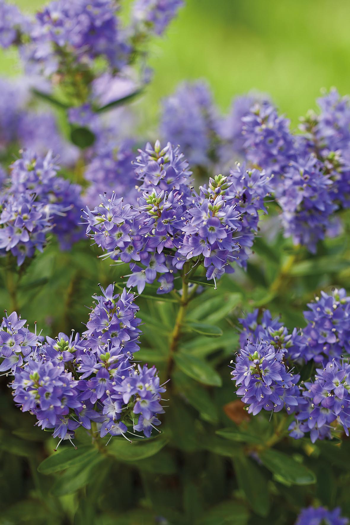 Hebe 'Garden Beauty Blue'