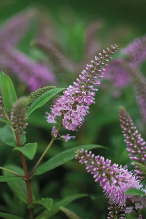 Hebe 'Blush Elegance' Hebe 'Blush Elegance'