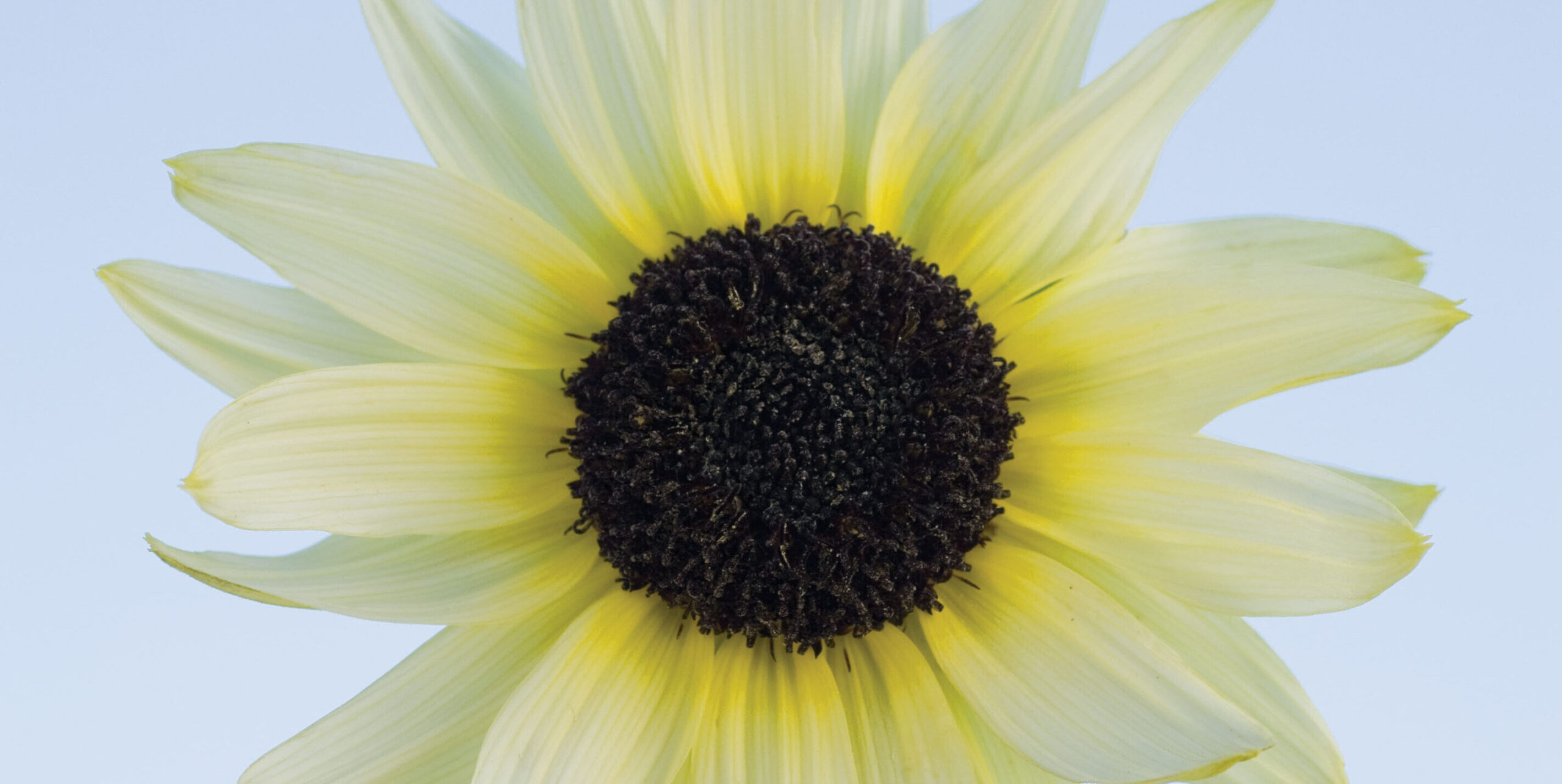 Sunflower 'Vanilla Ice'