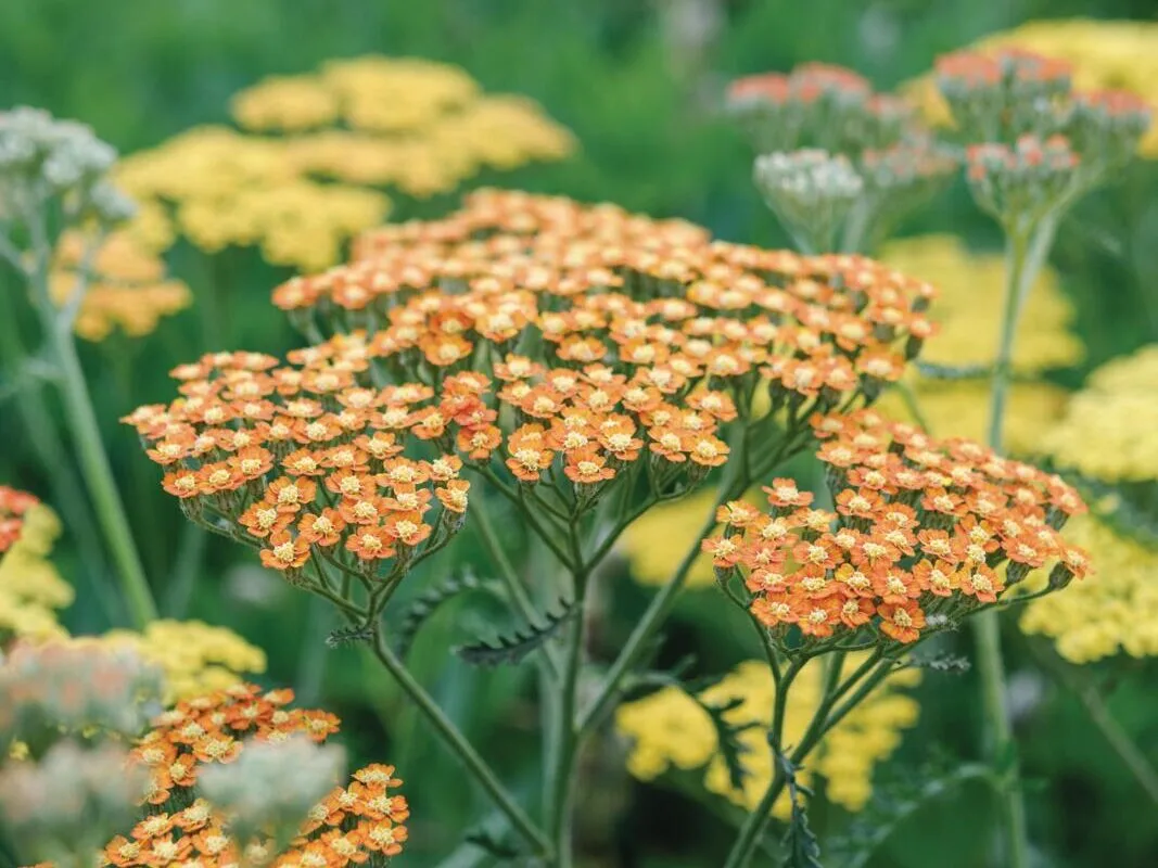 Achillea 'Terracotta' Achillea 'Terracotta'