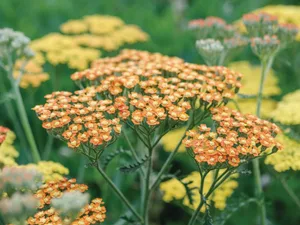 Achillea 'Terracotta' Achillea 'Terracotta'