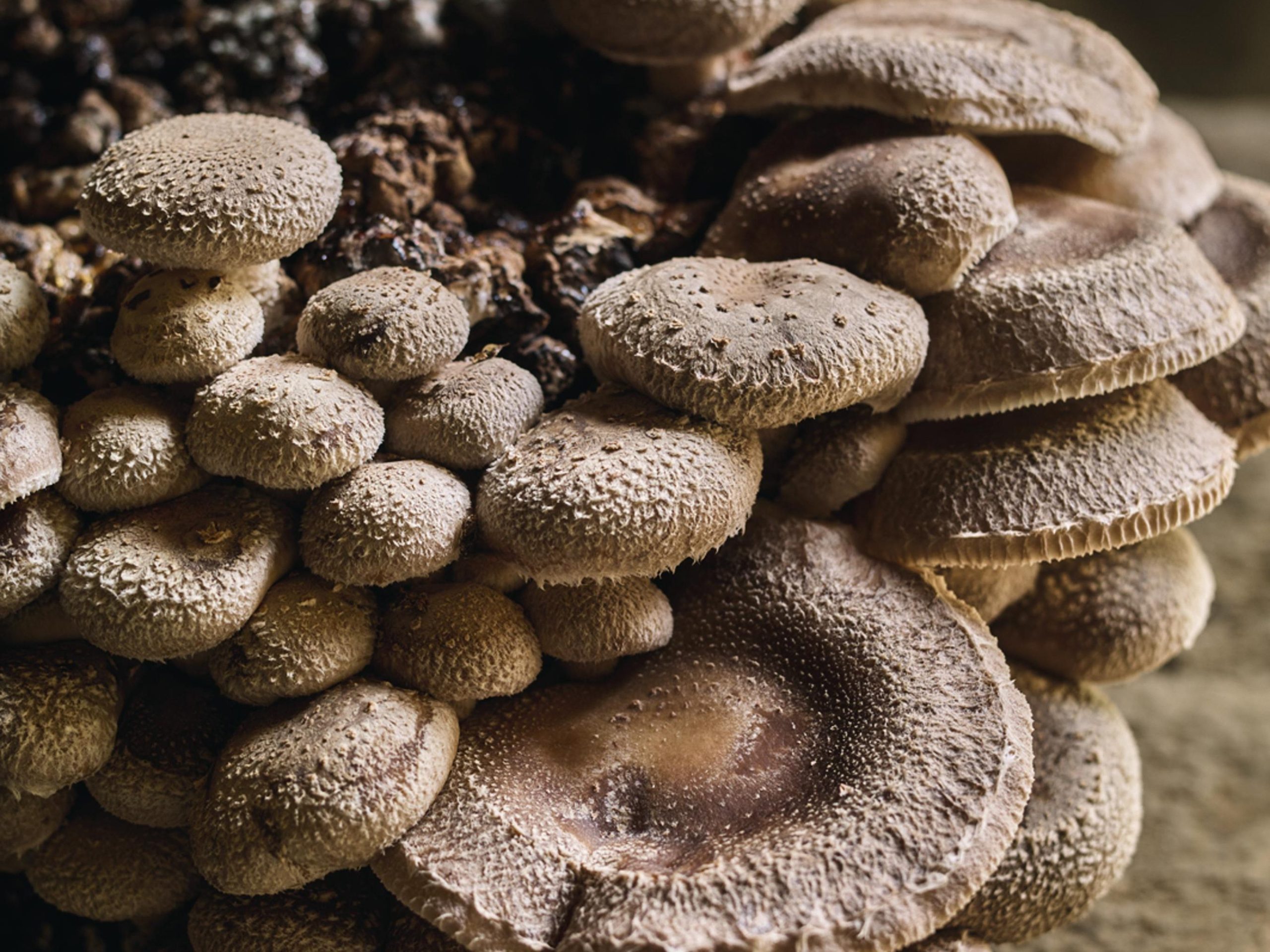 Mushrooms growing