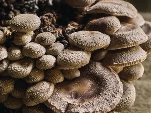 Caley mushrooms Mushrooms growing