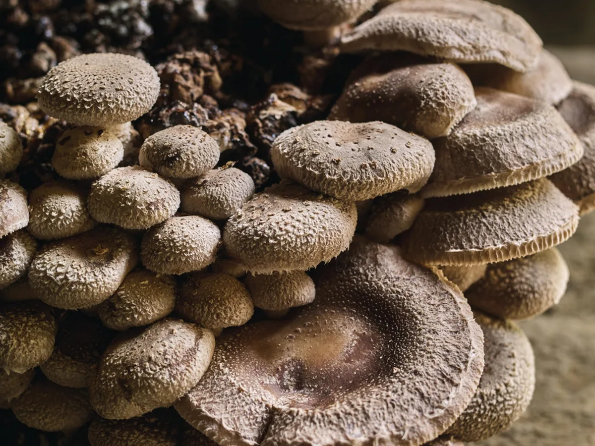 Caley mushrooms Mushrooms growing