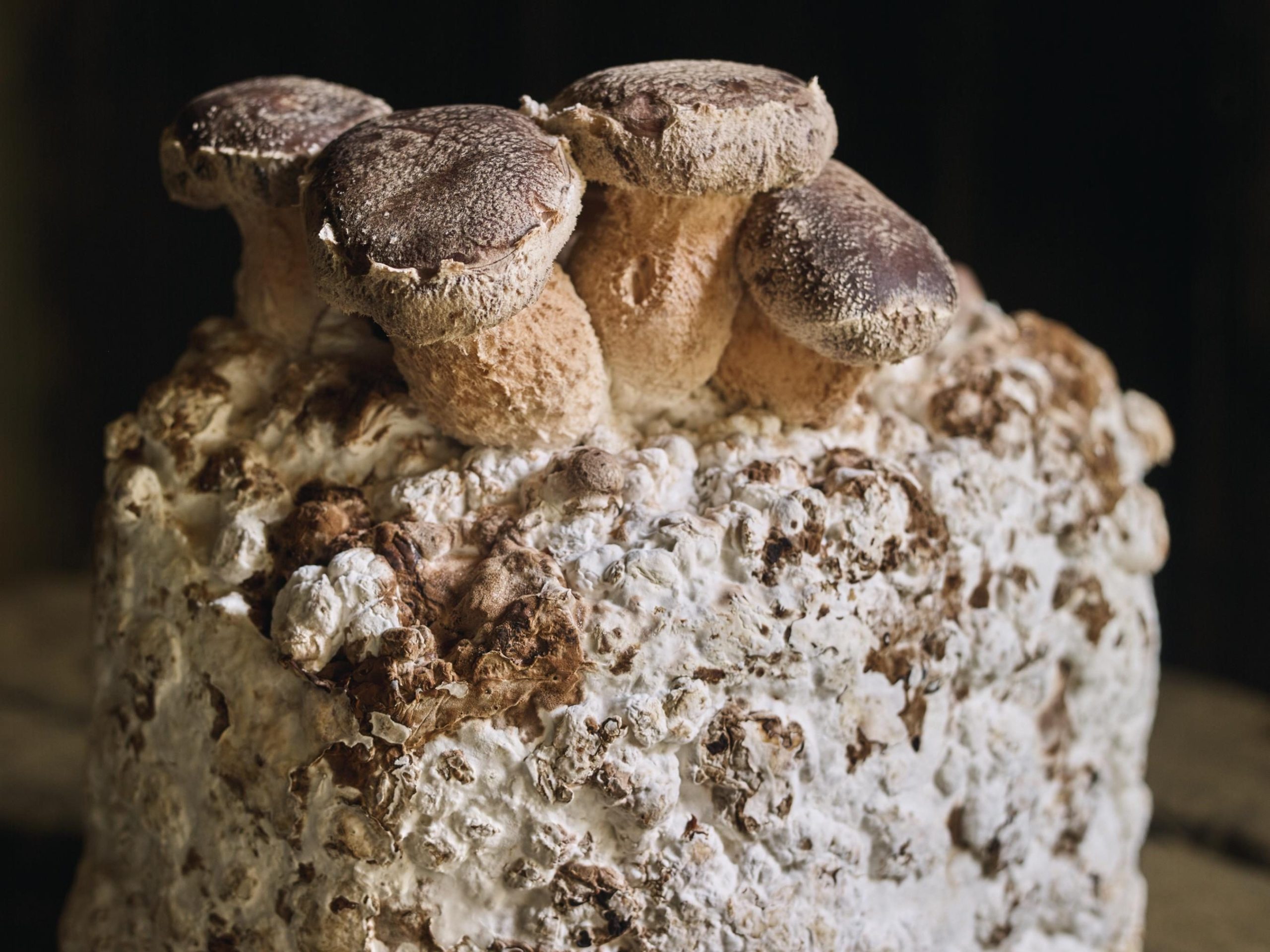 Mushrooms growing
