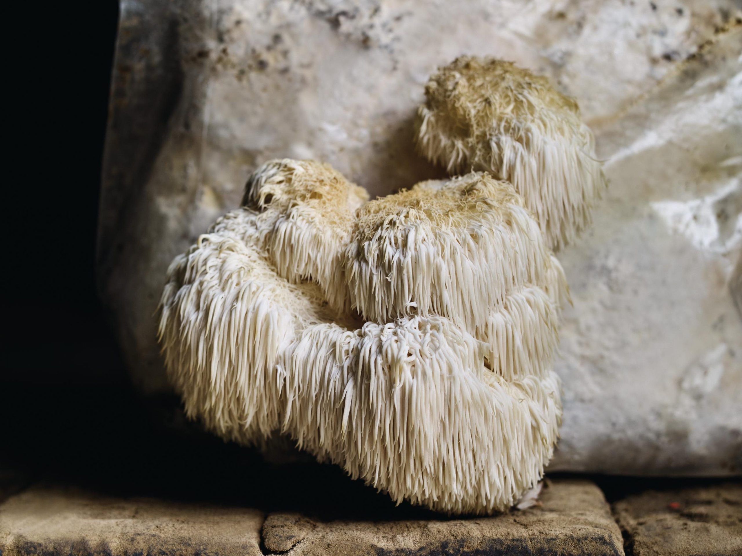 Mushrooms