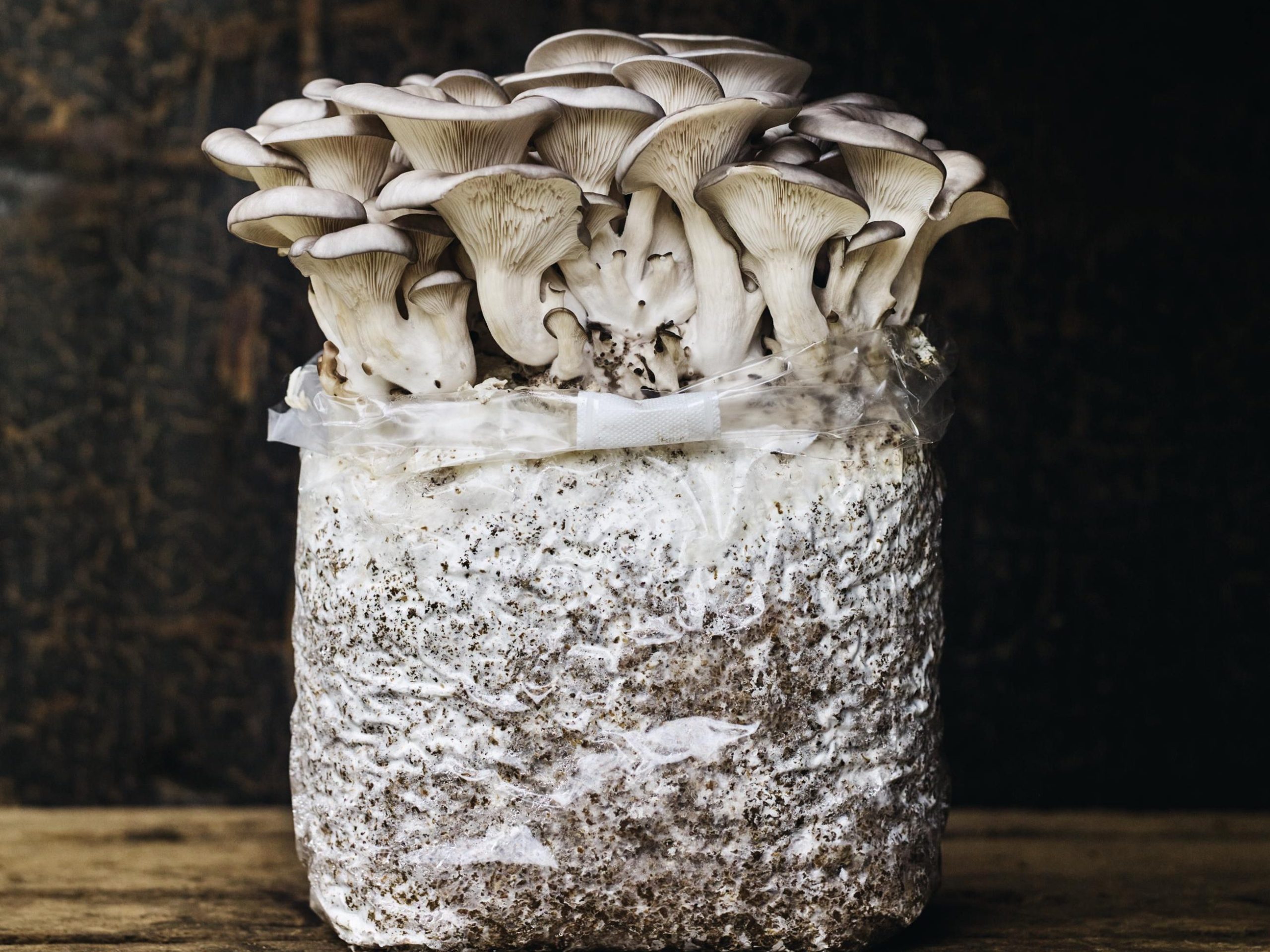 Mushrooms growing