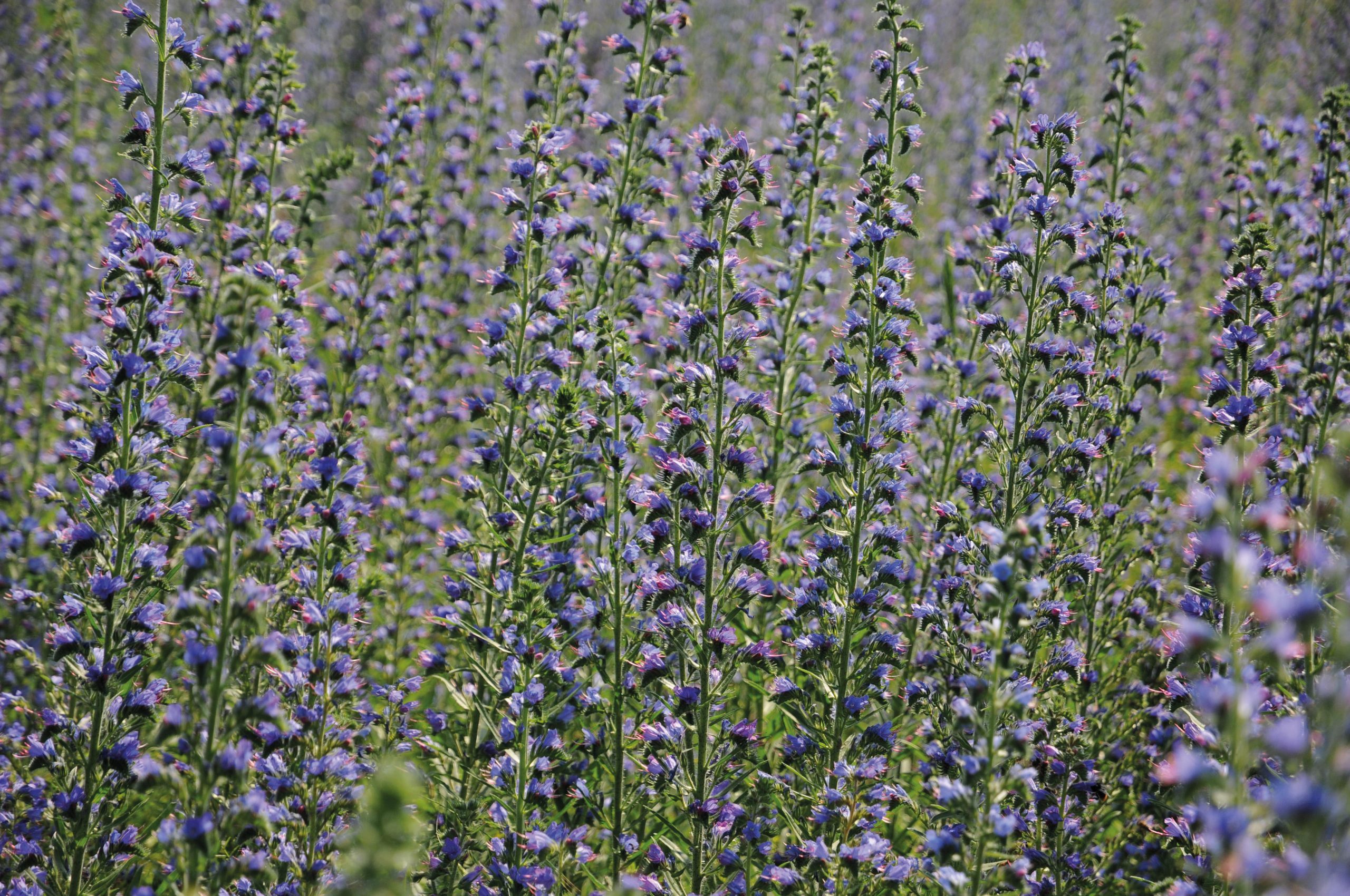 Echium Vulgare