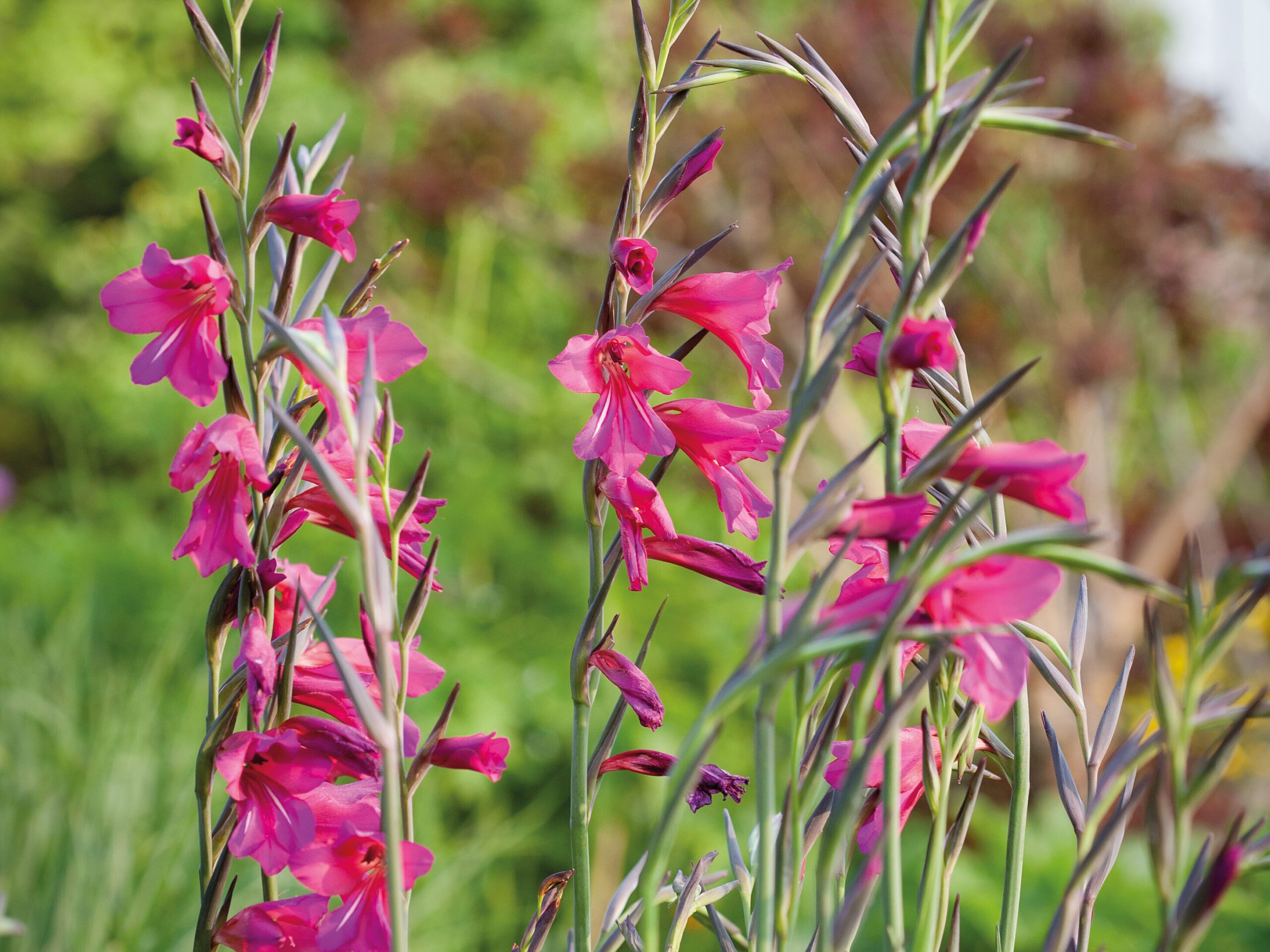 Gladiolus communis byzantinus
