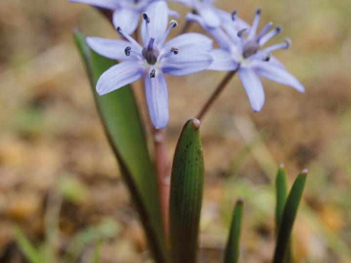 Scilla bifolia. The widespread S. bifolia has tiny, starry flowers in blue, pink or white. Enjoy it close up in pots, but perhaps best planted in large swathes in the garden. It seldom reaches more than 7.5cm but often starts flowering when much shorter. 7.5cm. AGM. RHS H6, USDA 3a-8b.
