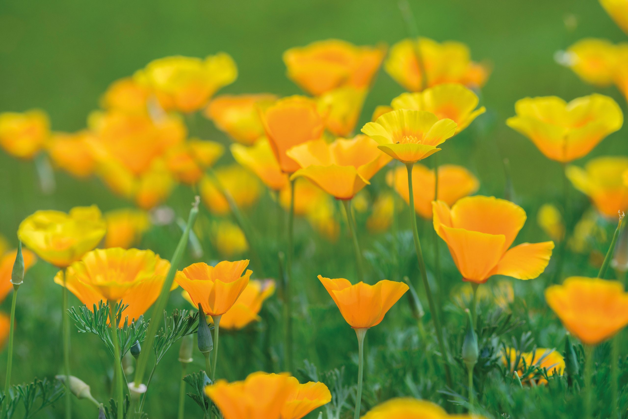 Eschscholzia californica