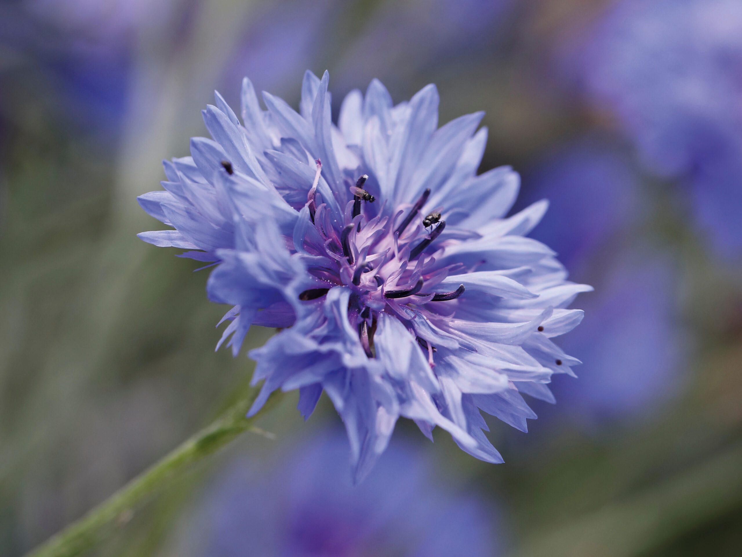 Cornflower 'Blue Boy'