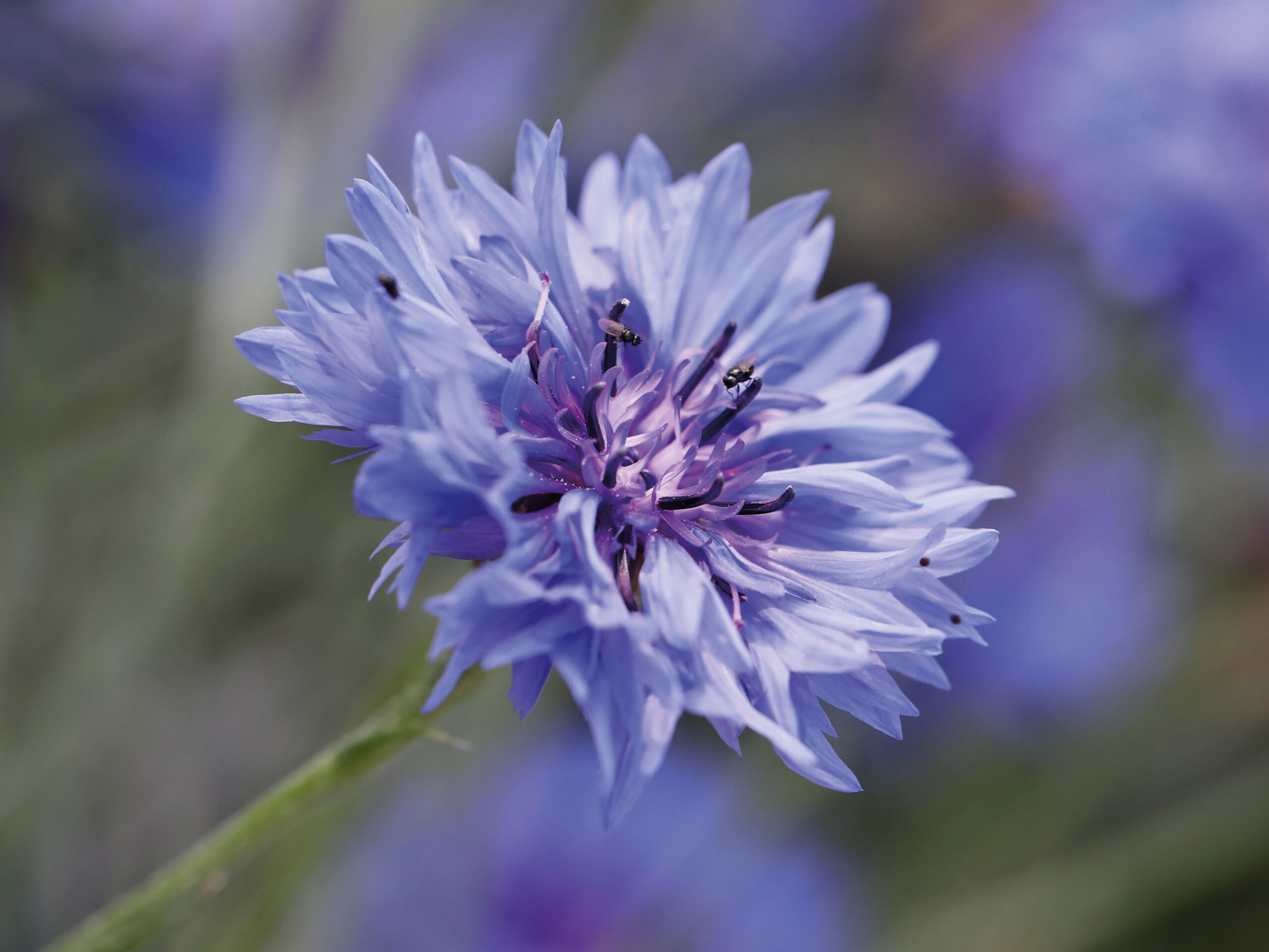 Cornflower 'Blue Boy'