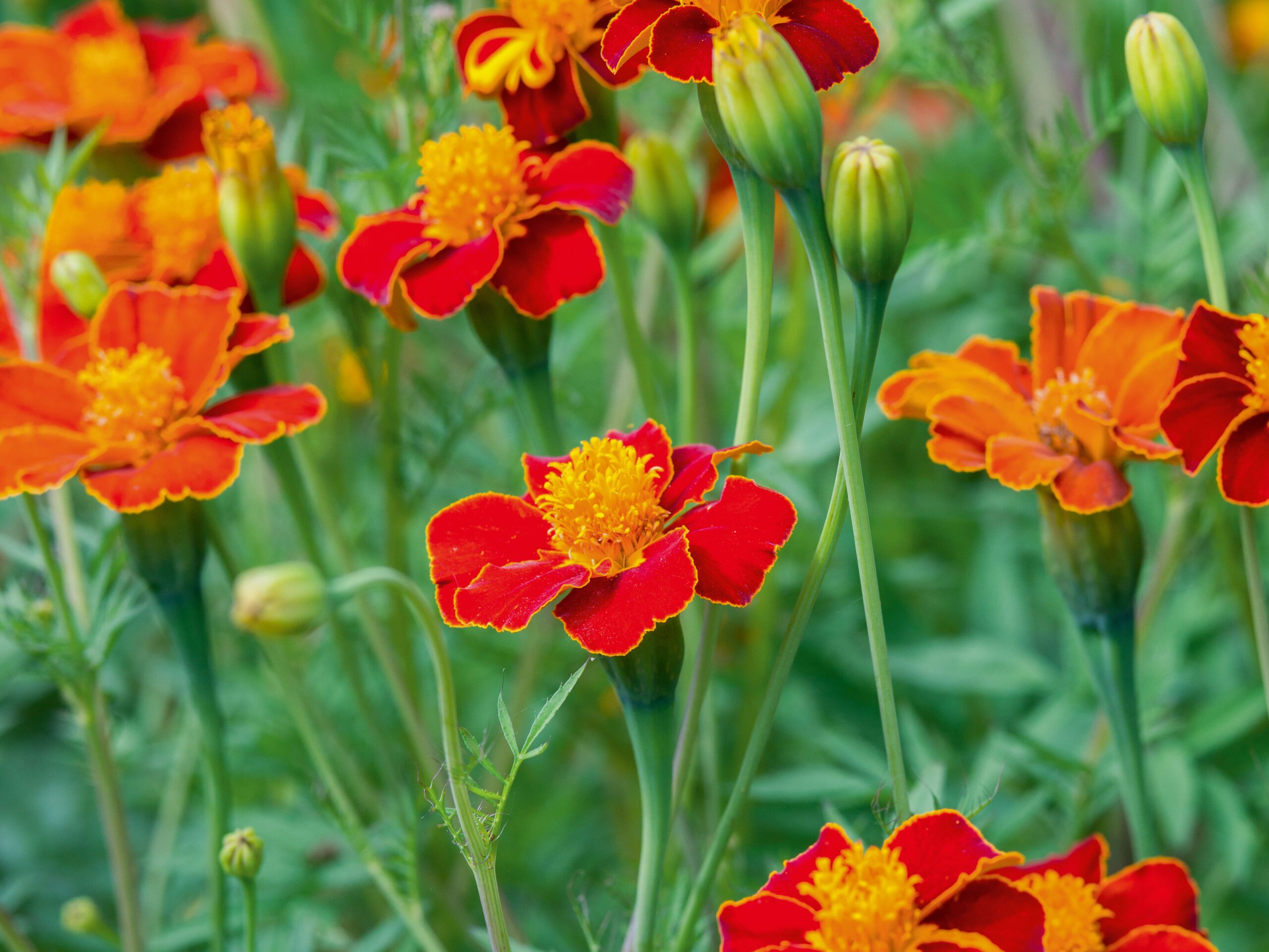 Tagetes 'Cinnabar'