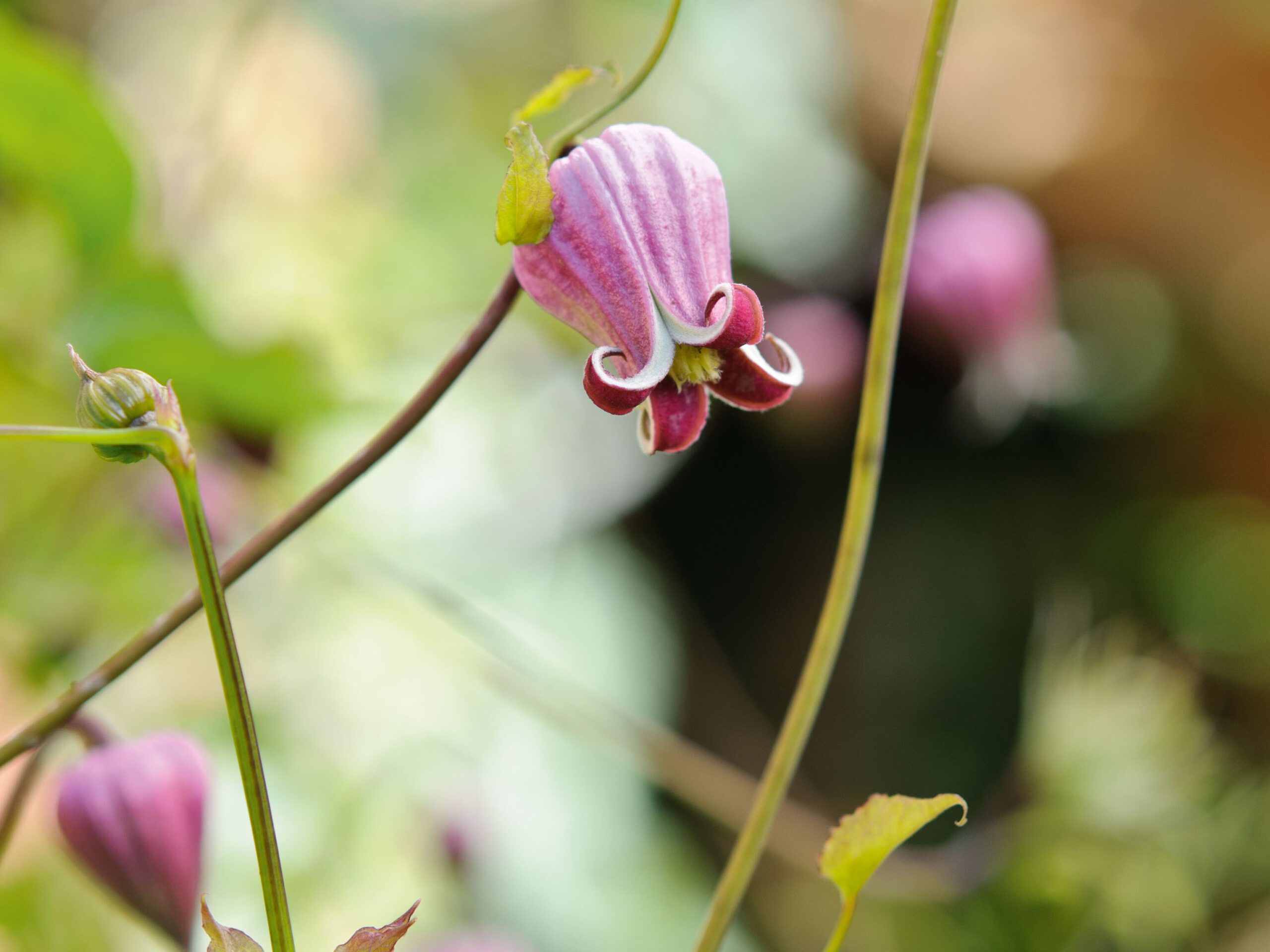 Clematis pitcheri