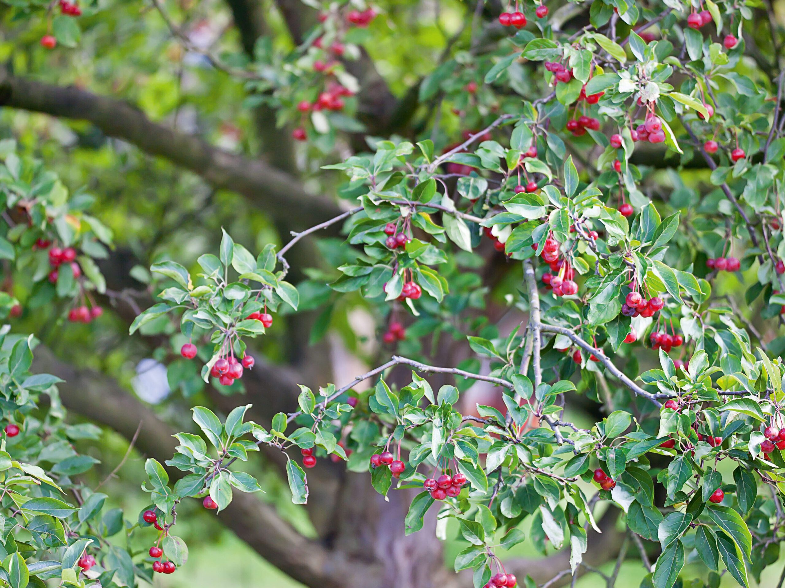 Malus hupehensis