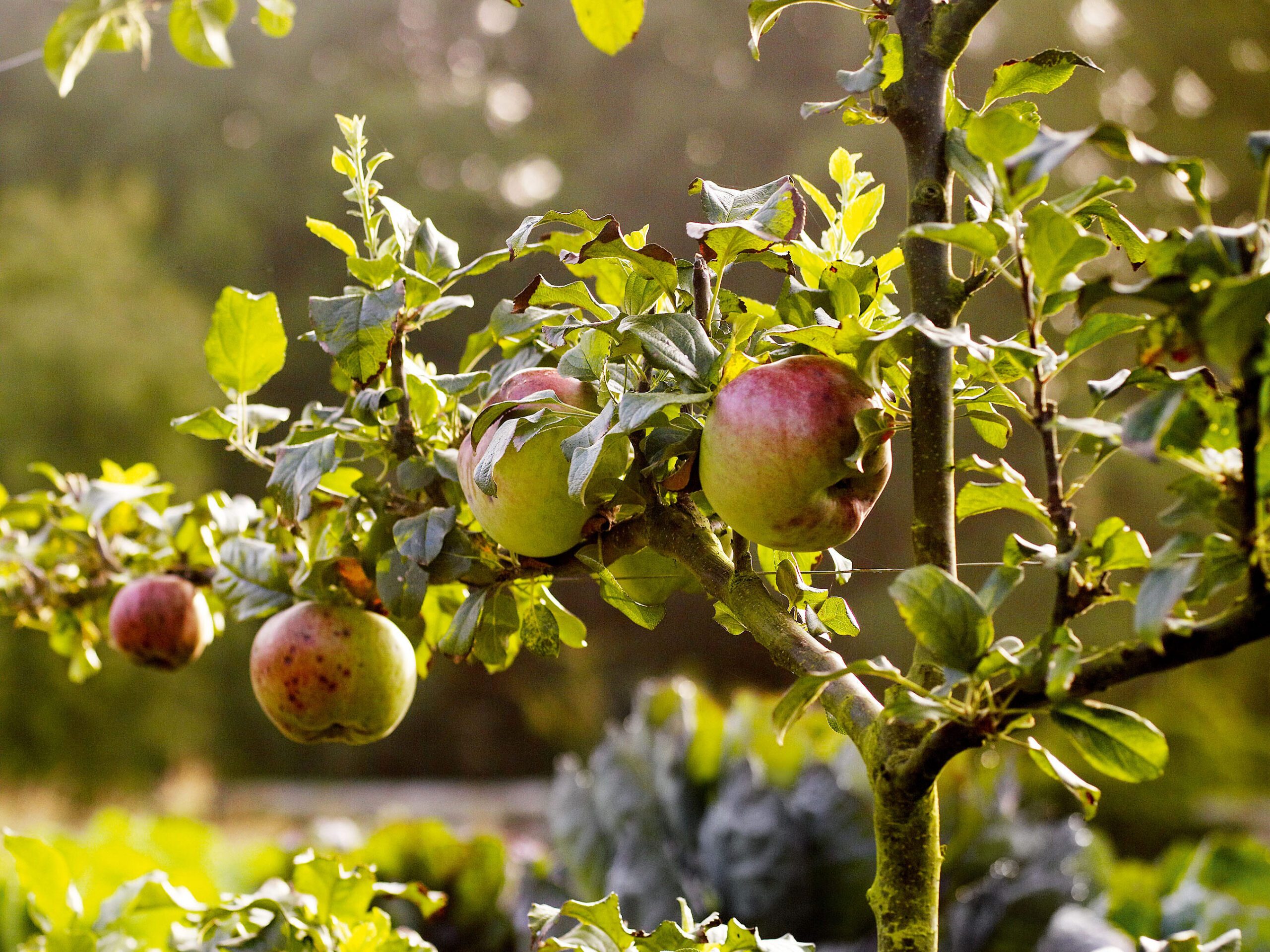 Malus domestica 'Howgate wonder'