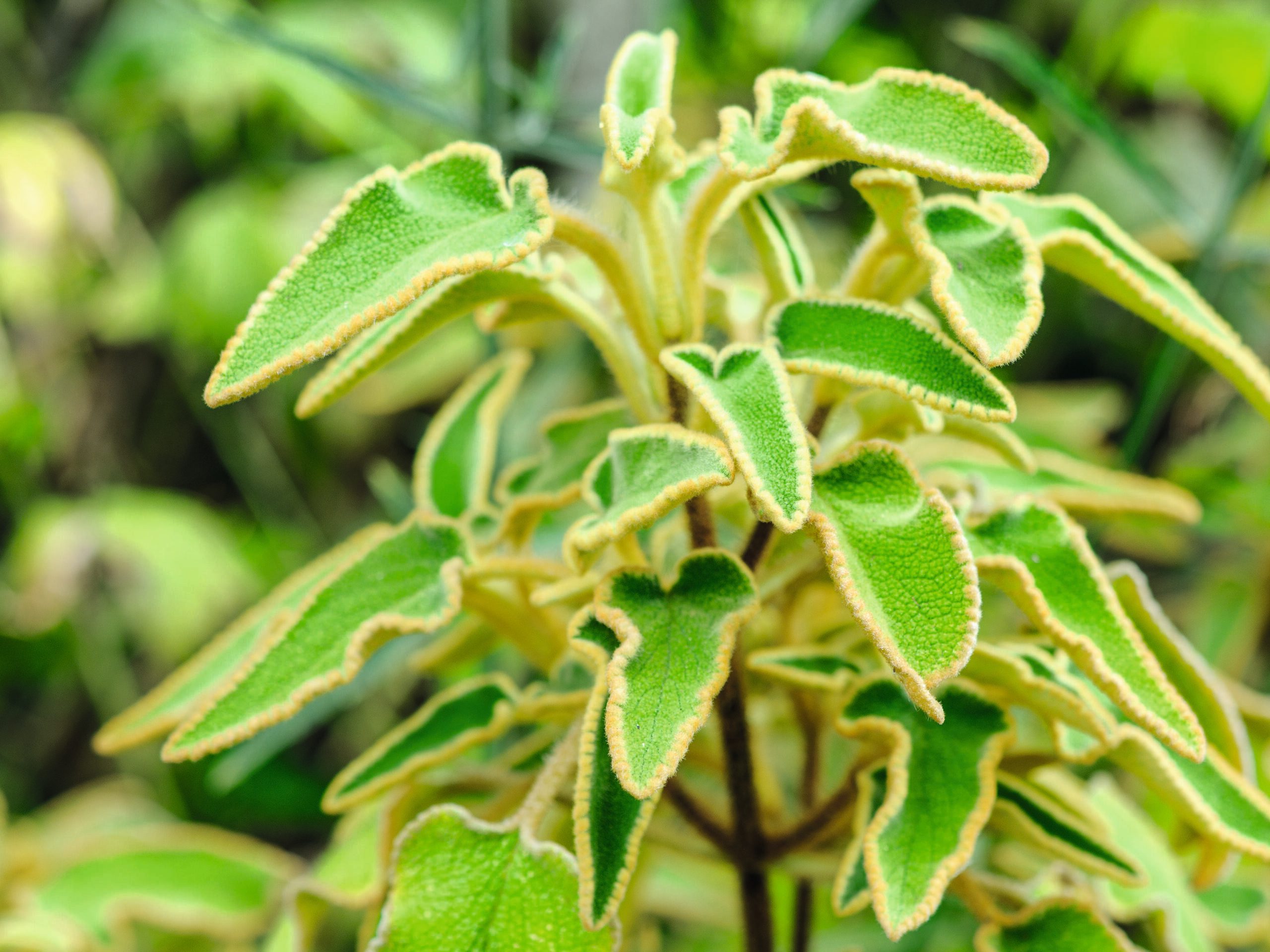 Phlomis leucophracta © Jason Ingram