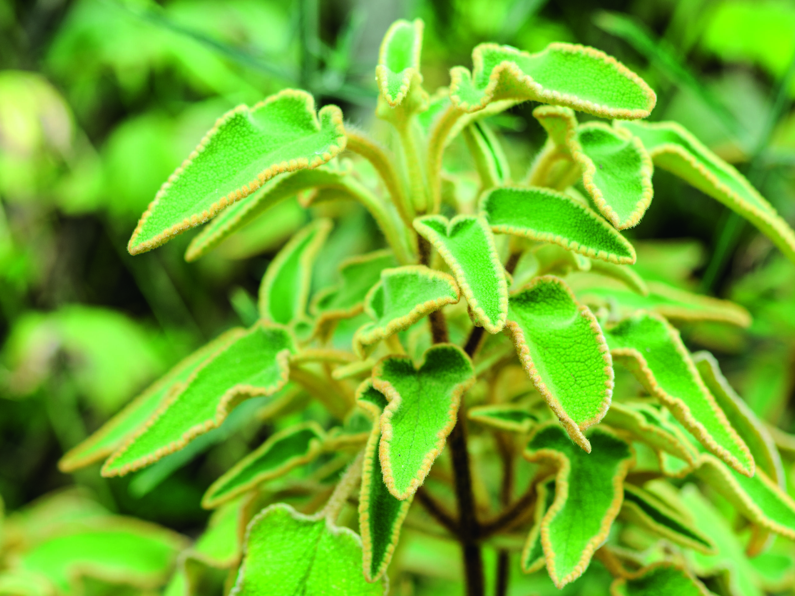 Phlomis leucophracta © Jason Ingram
