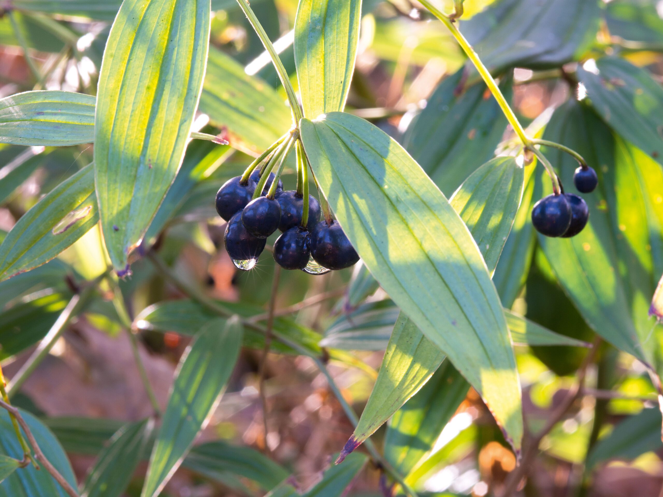 Disporum longistylum 'Night Heron'
