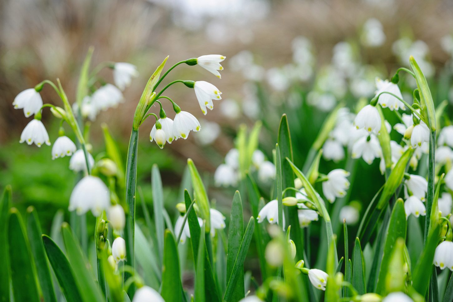Leucojum aestivum ‘Gravetye Giant’
