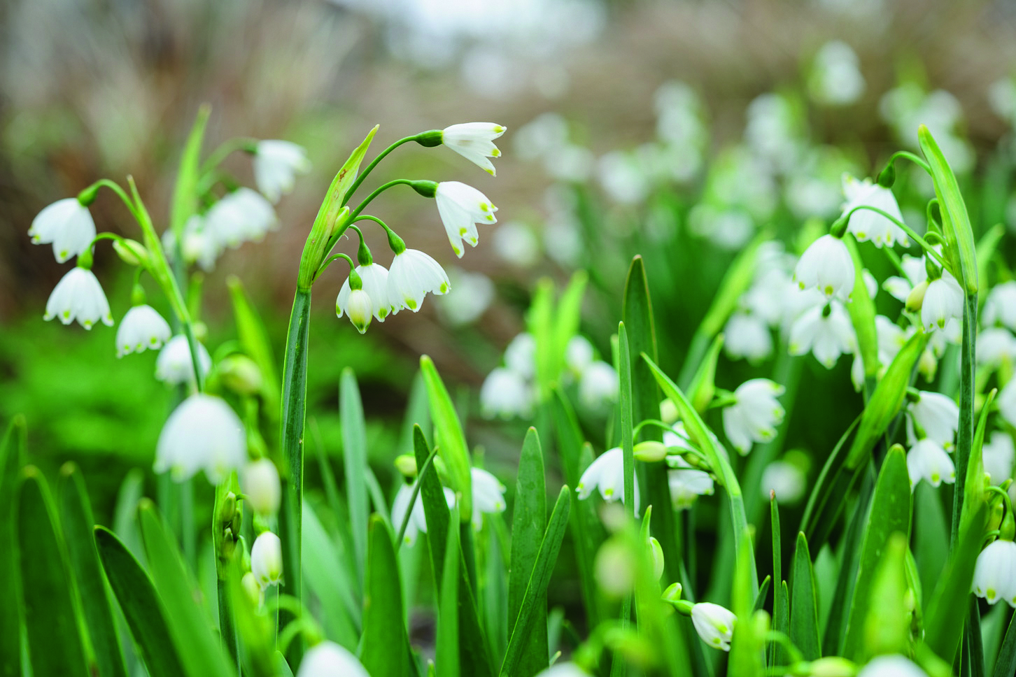 Leucojum aestivum ‘Gravetye Giant’