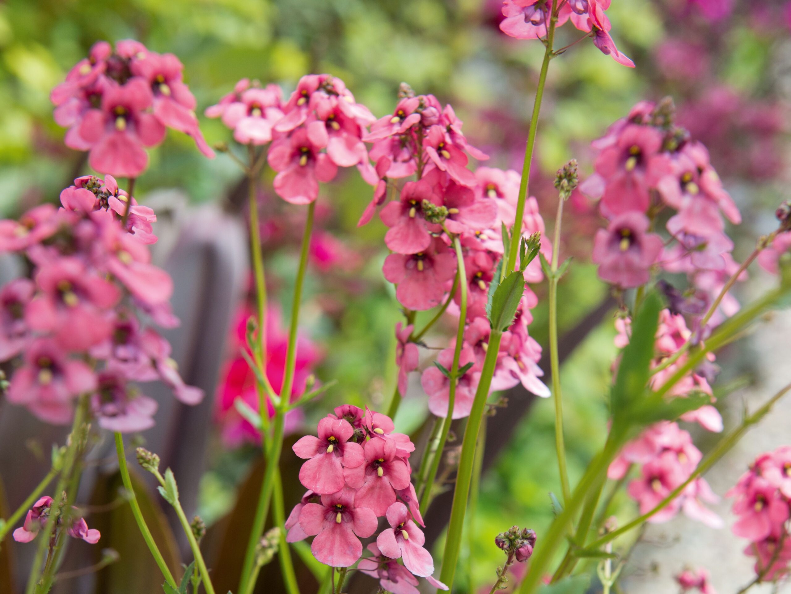 Diascia personata