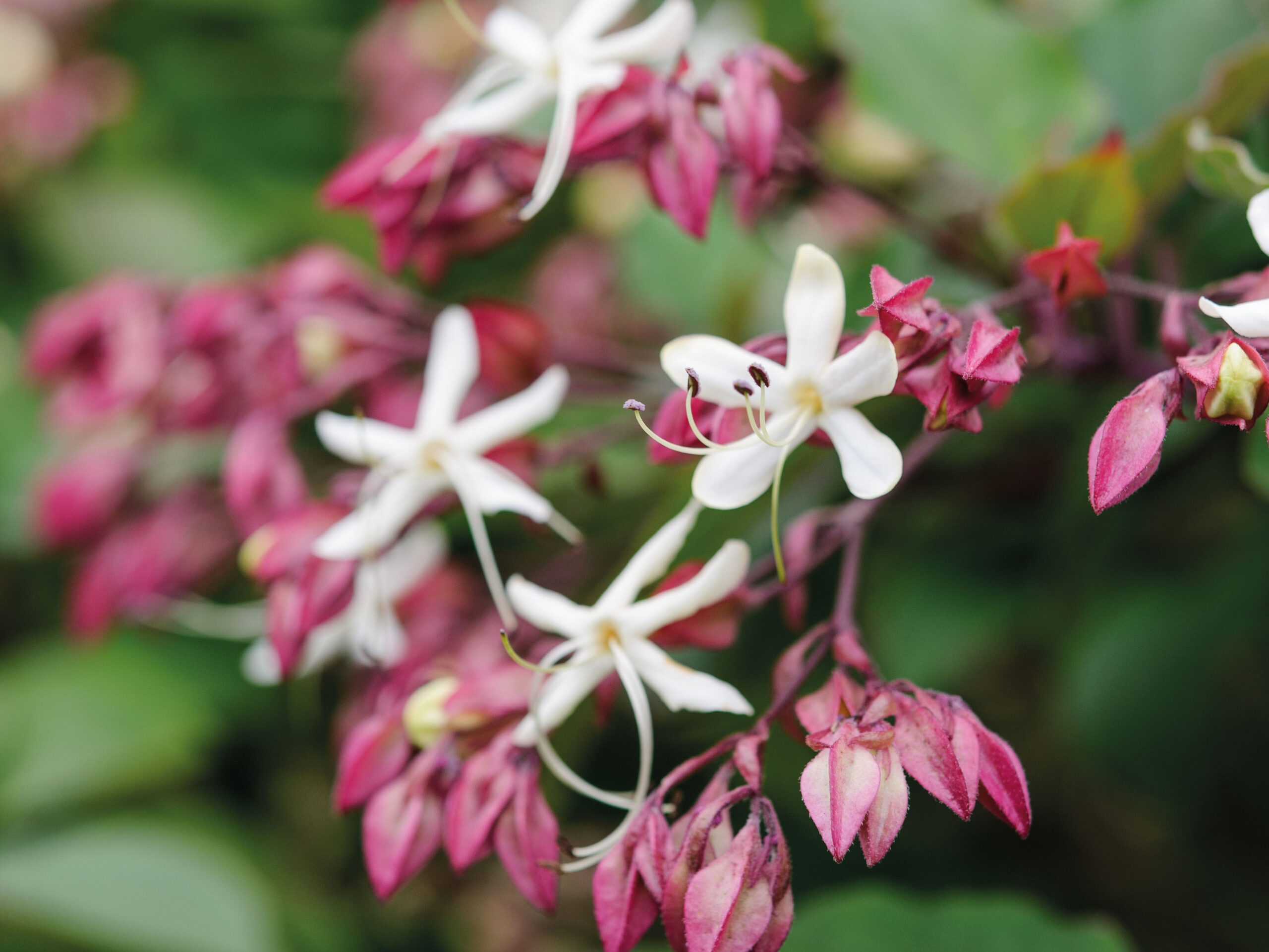Clerodendrum trichotomum