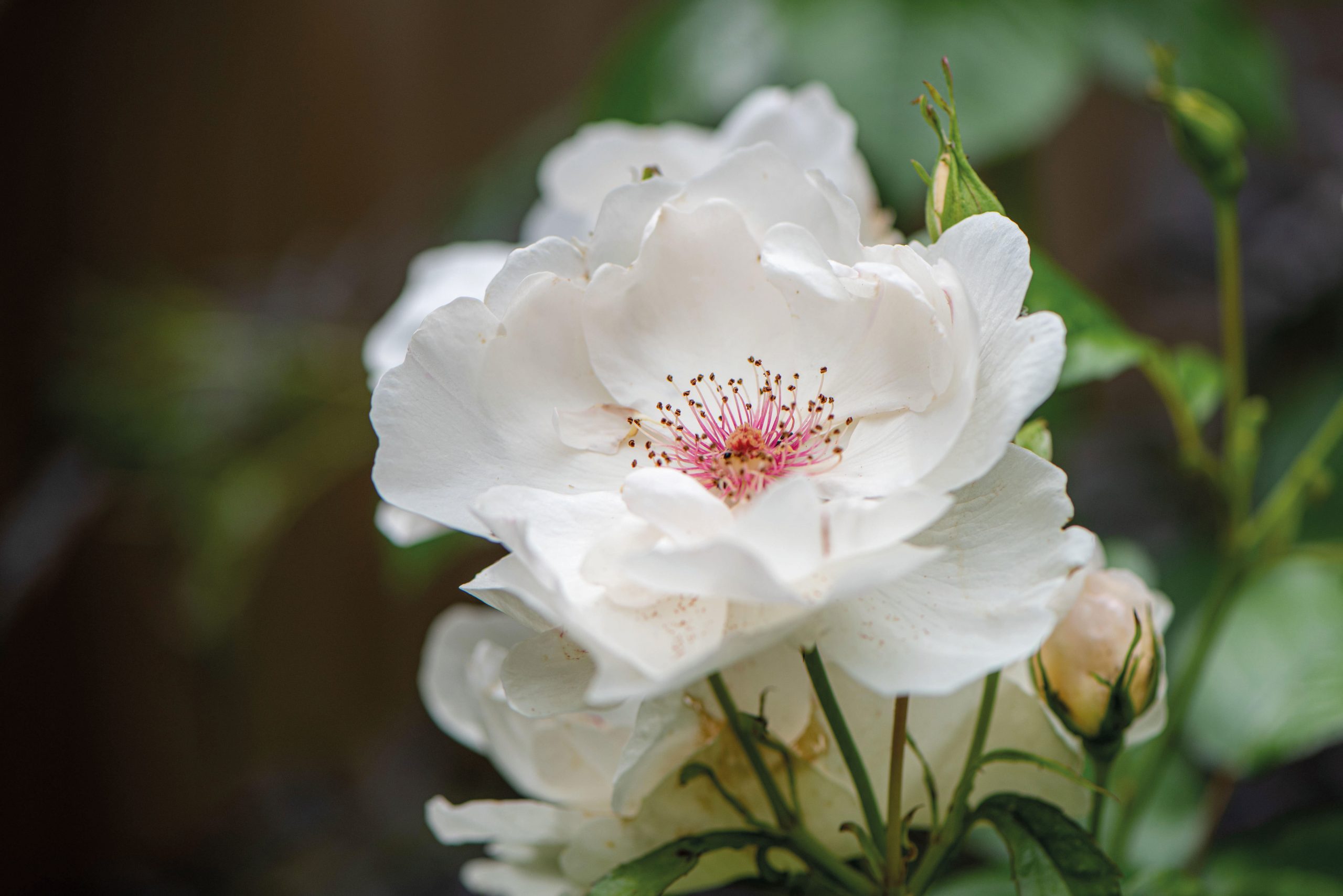 Shrub rose Rosa Jacqueline du Pre