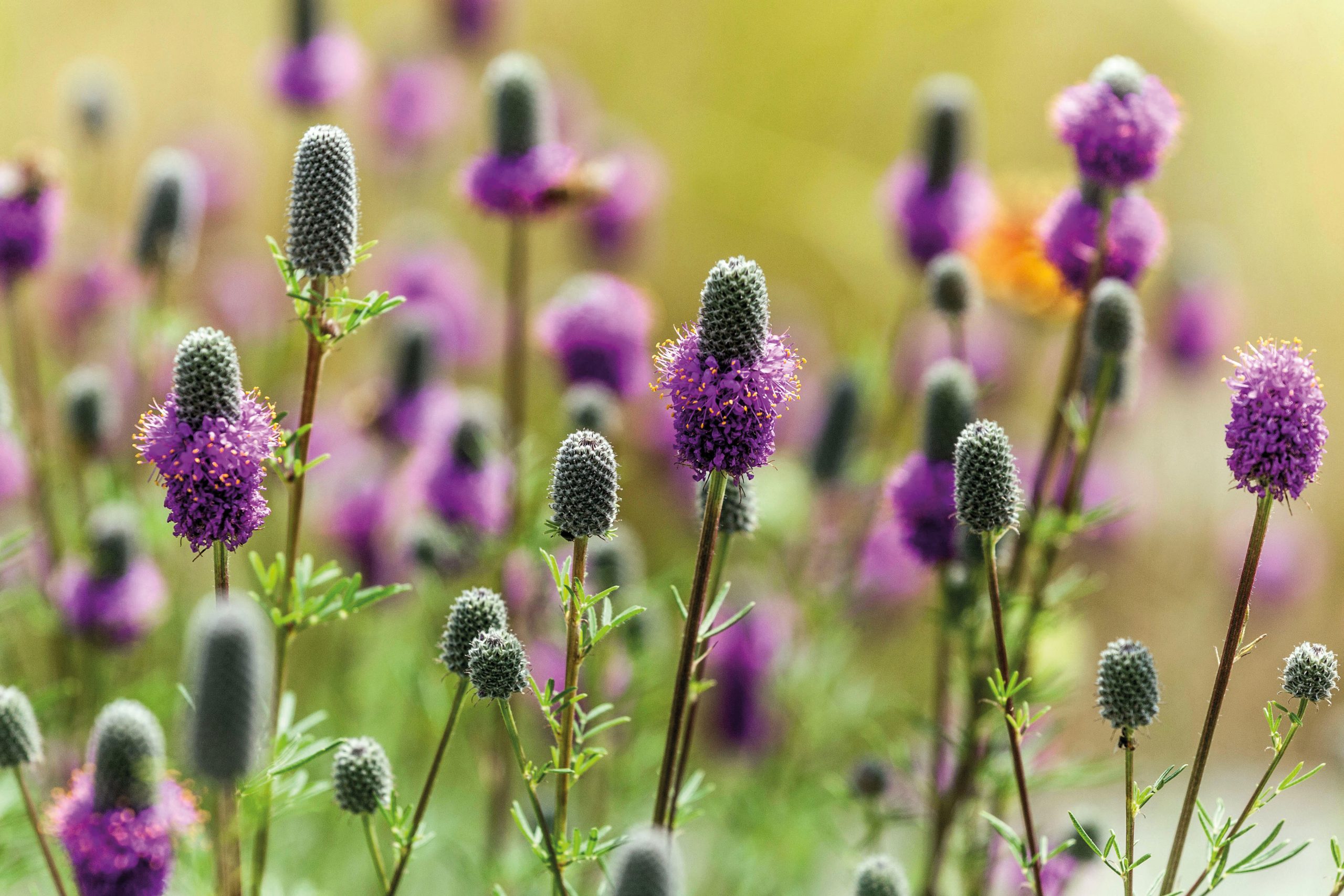 Dalea purpurea