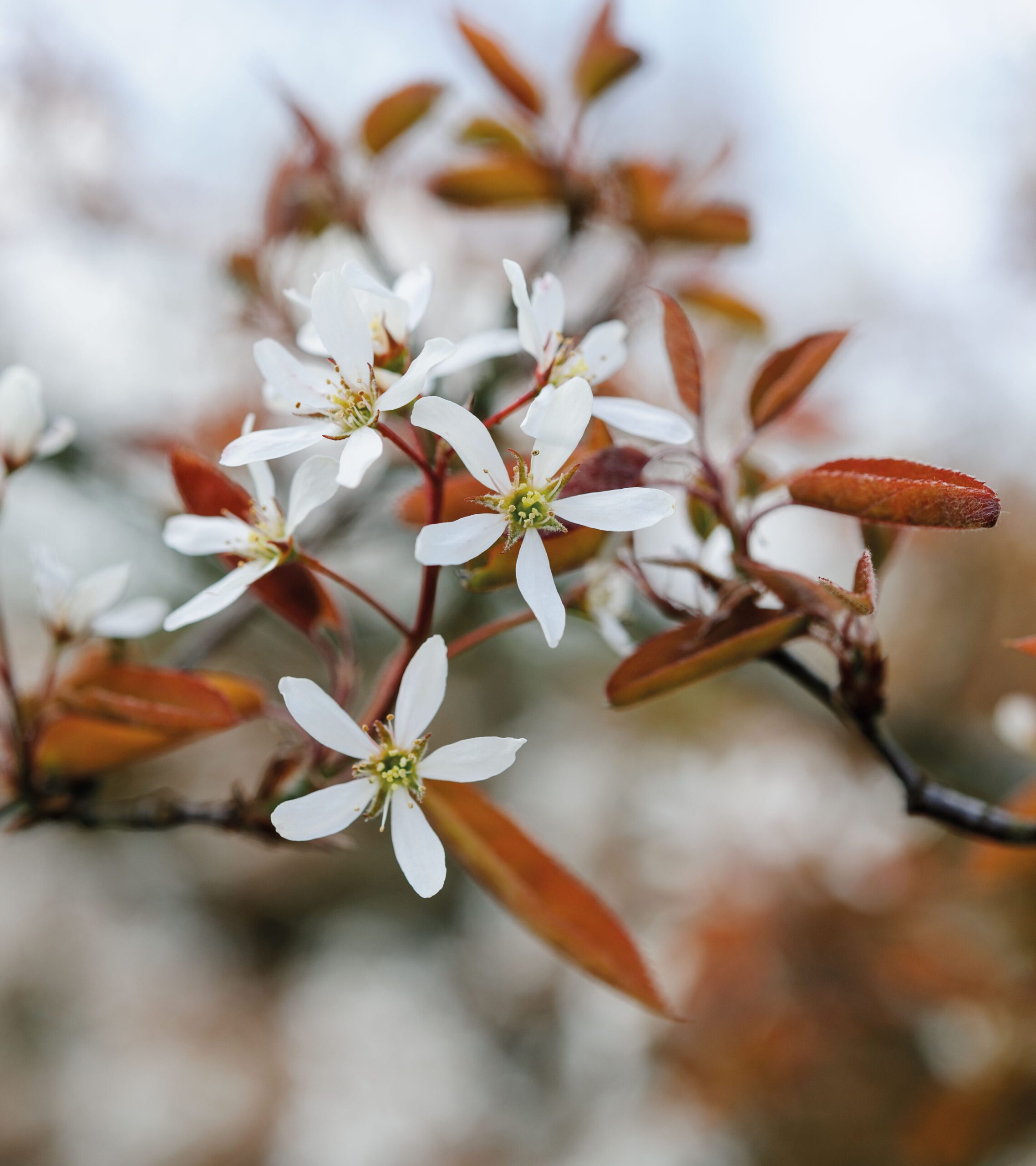 Amelanchier canadensis