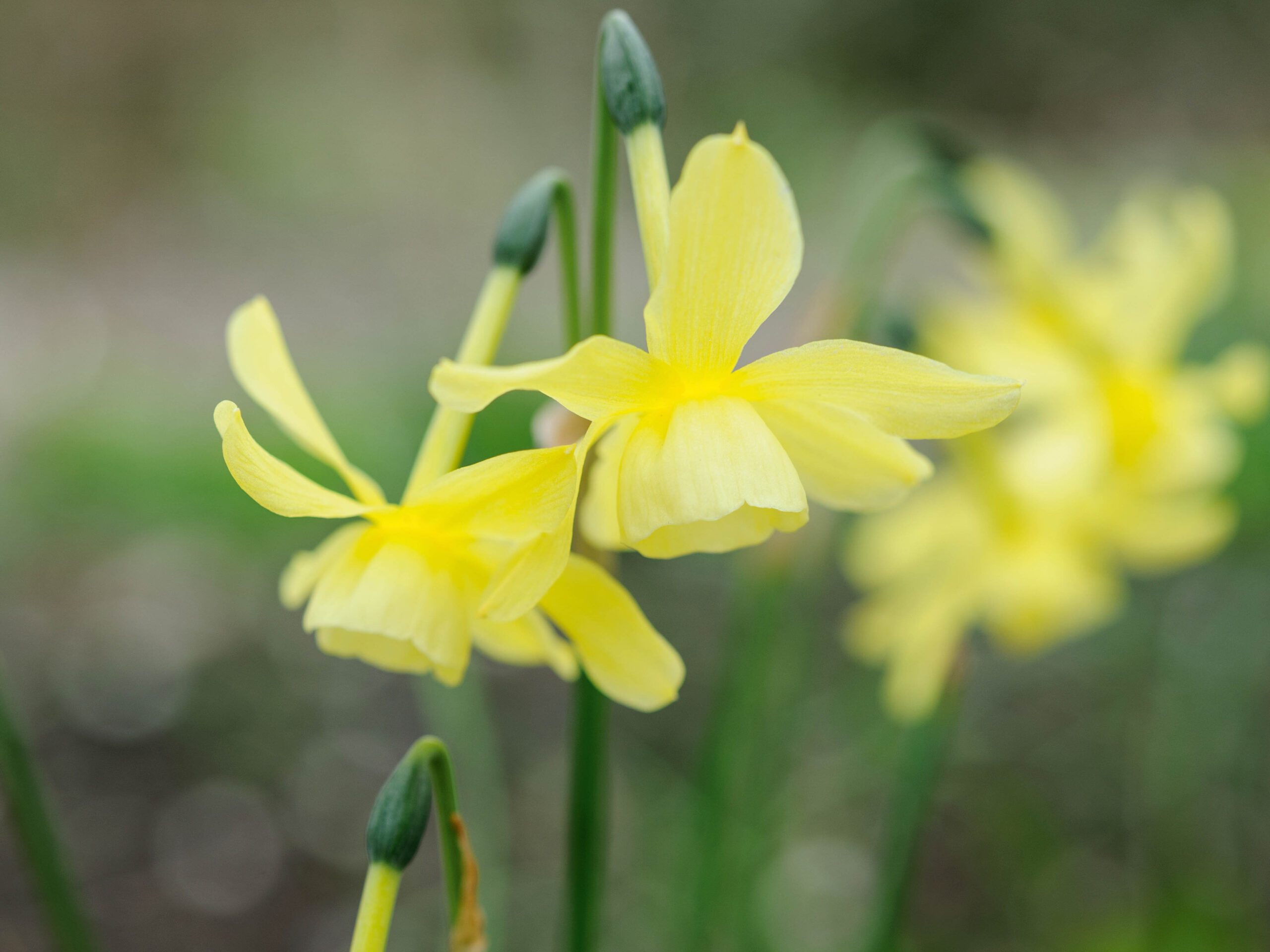 Narcissus 'Hawera'