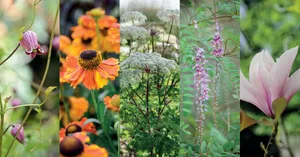 100 beautiful and useful plants 100 beautiful and useful plants