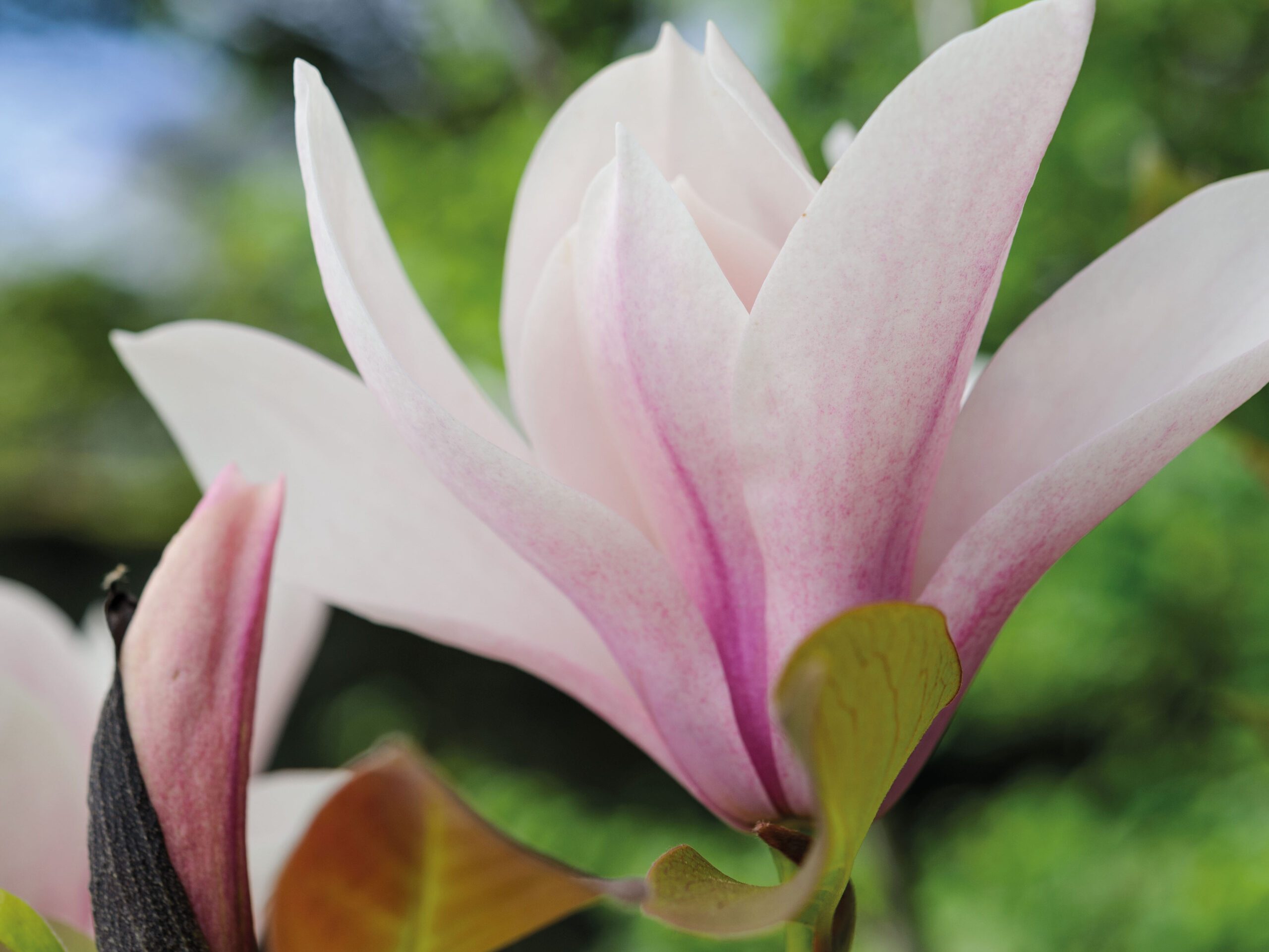 Magnolia 'Heaven Scent'