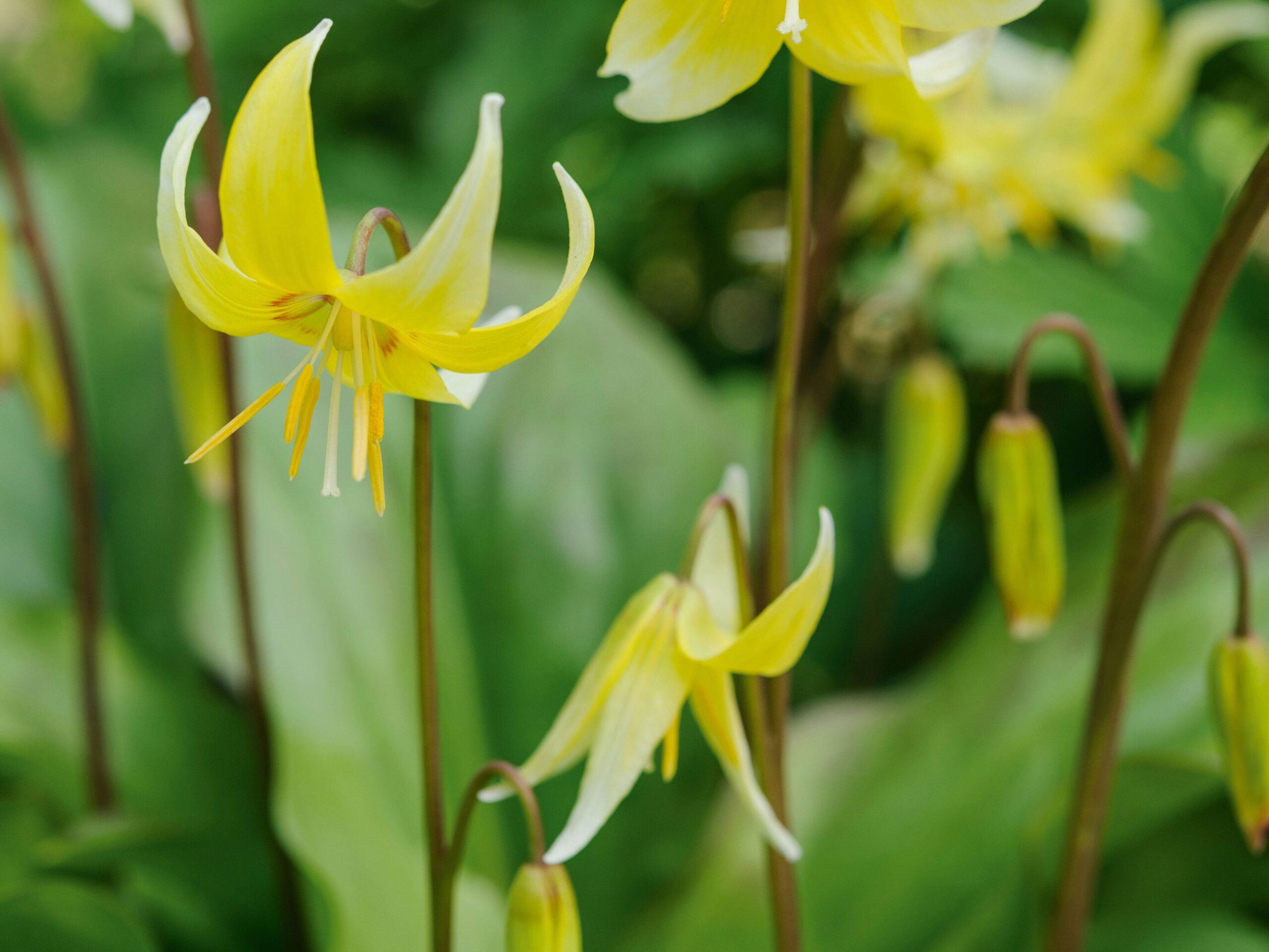 Erythronium 'Pagoda'