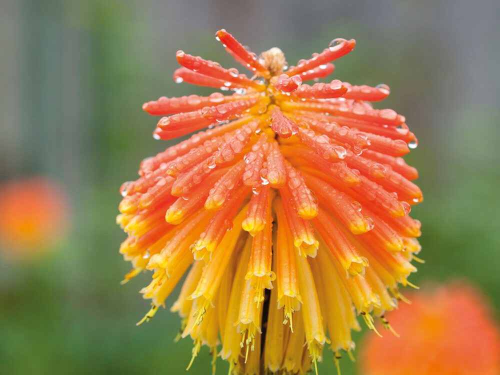 Kniphofia rooperi © Rachel Warne