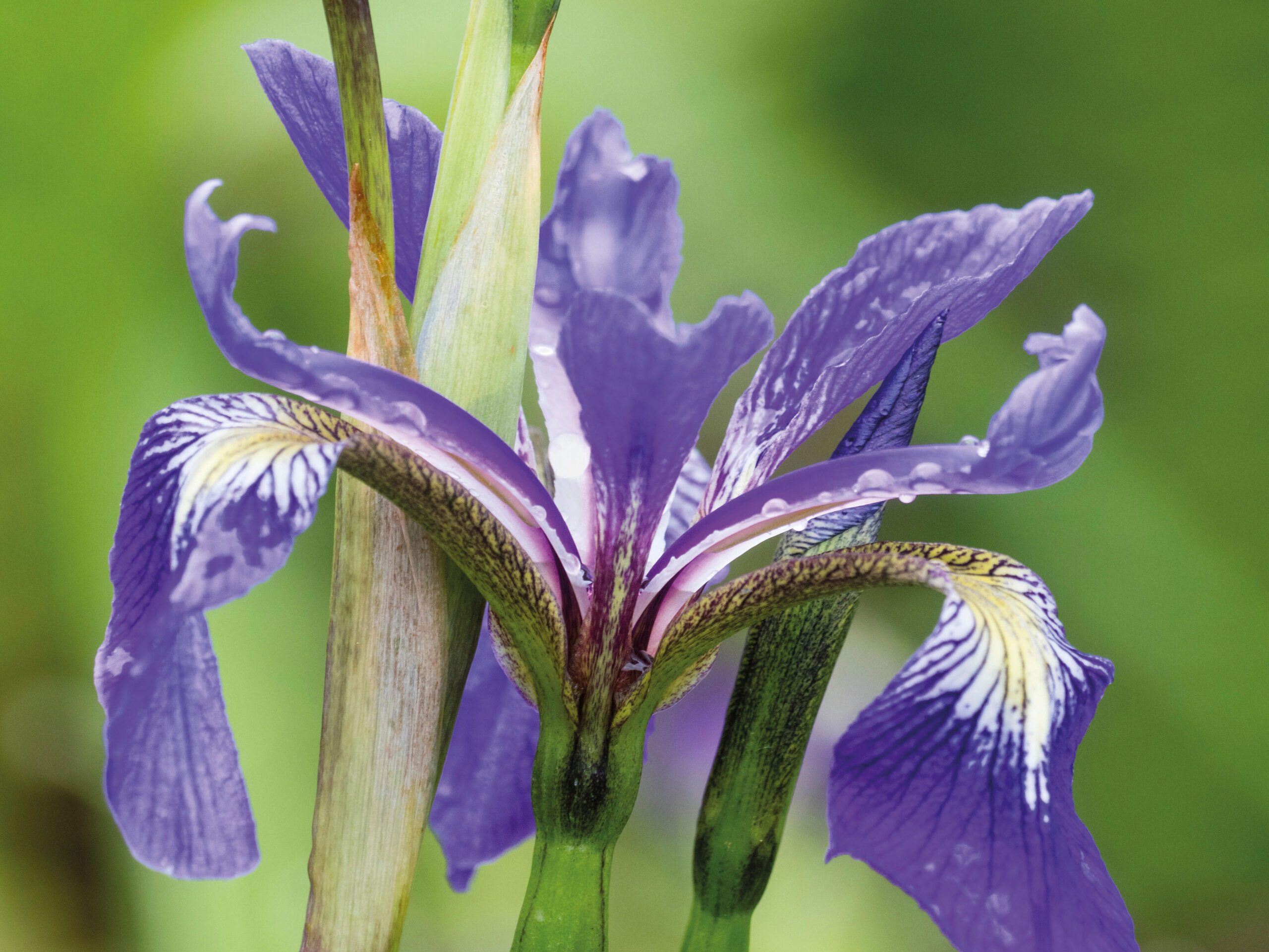 Iris x robusta 'Dark Aura'