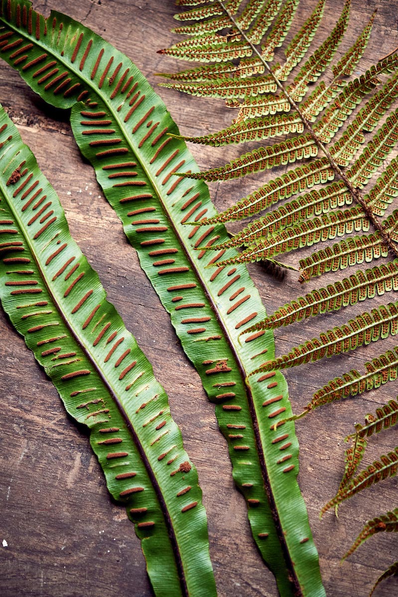 Propagating ferns: how to grow ferns