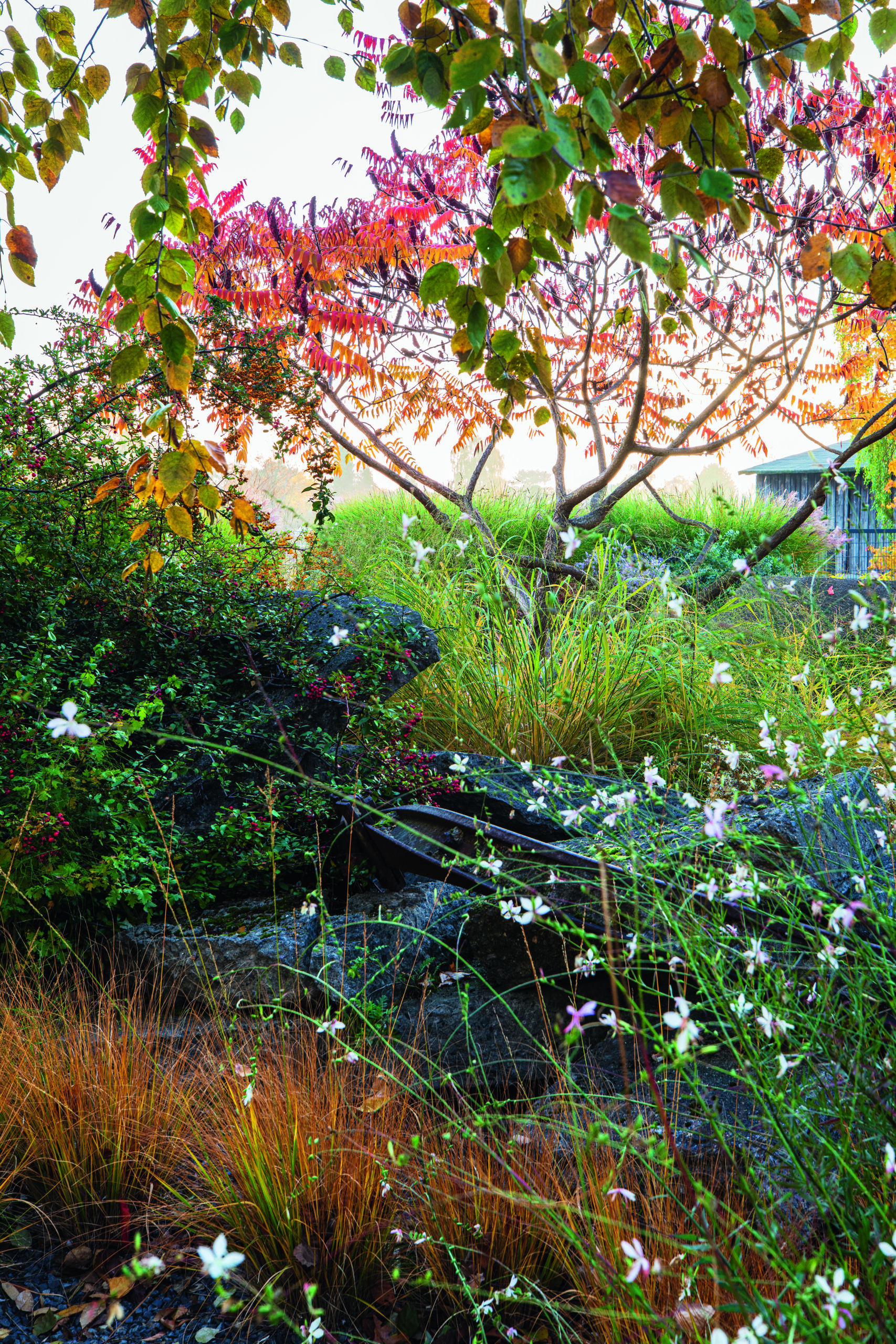 Rhus typhina in garden of architect Tanja Lincke