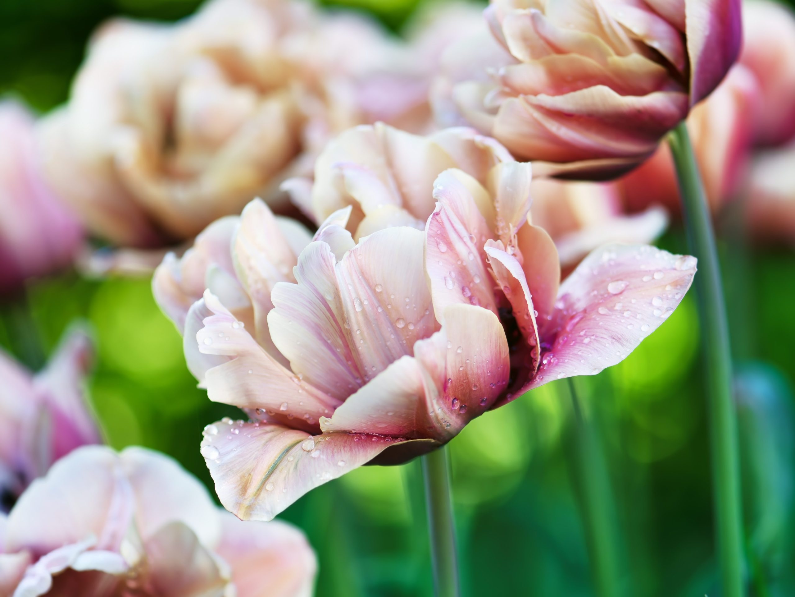 Tulip 'La Belle Epoque'