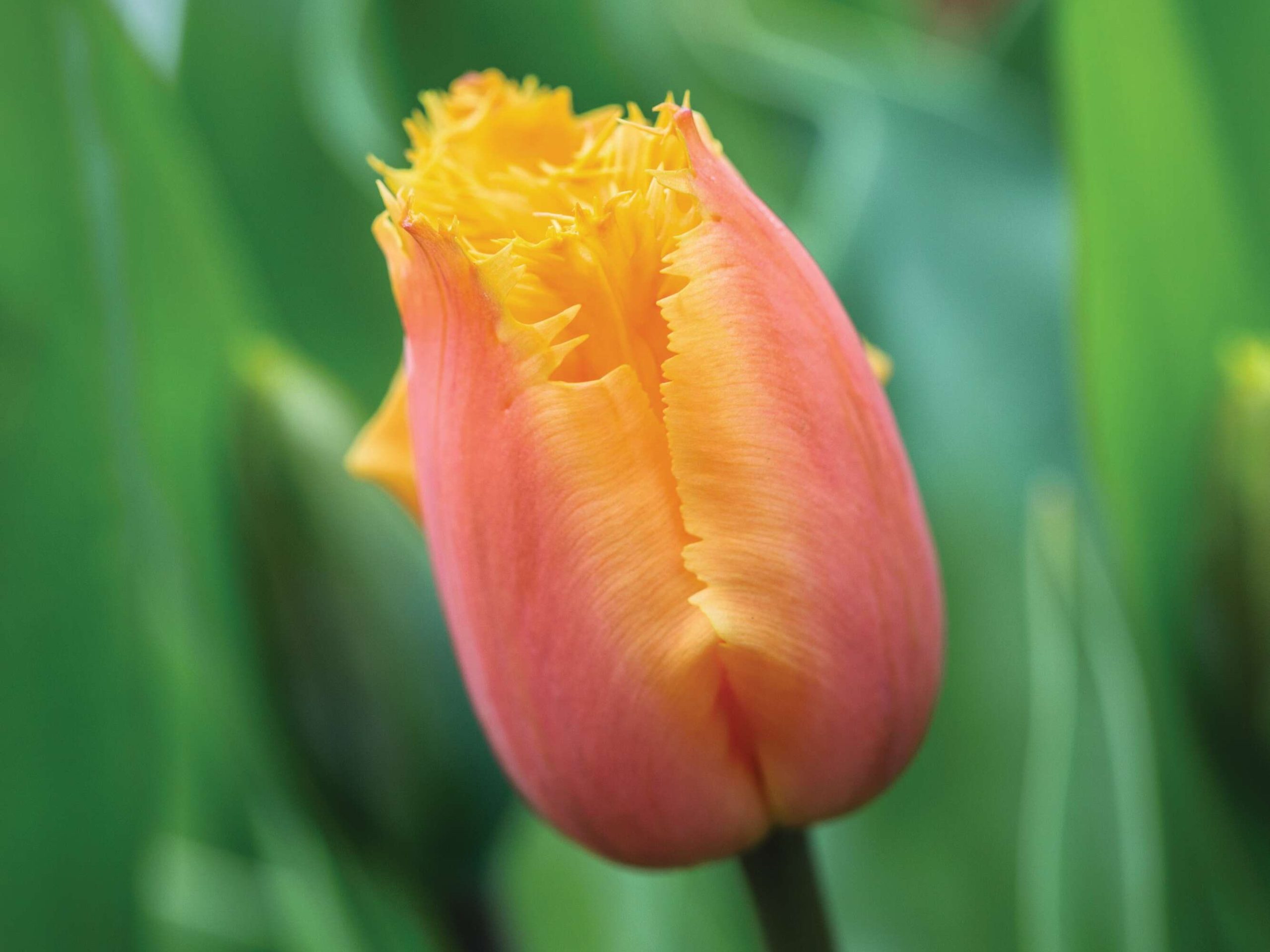 Tulipa ‘Lambada’
