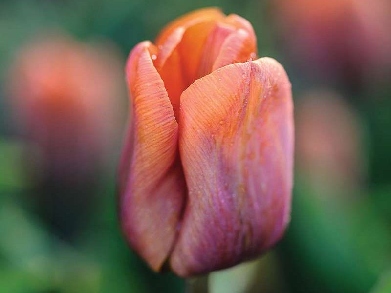 Tulipa ‘Cairo’