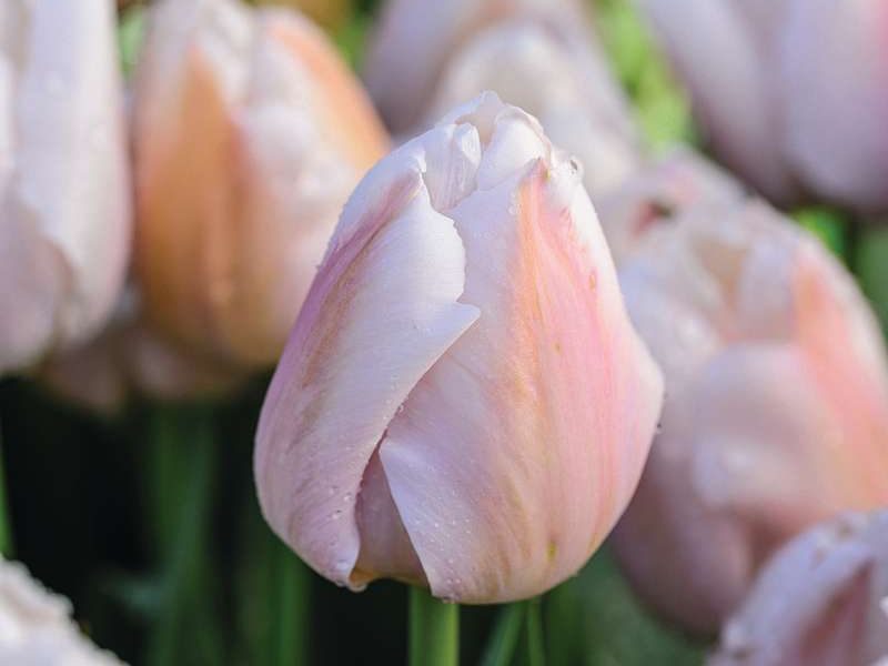 Tulipa ‘Apricot Pride’