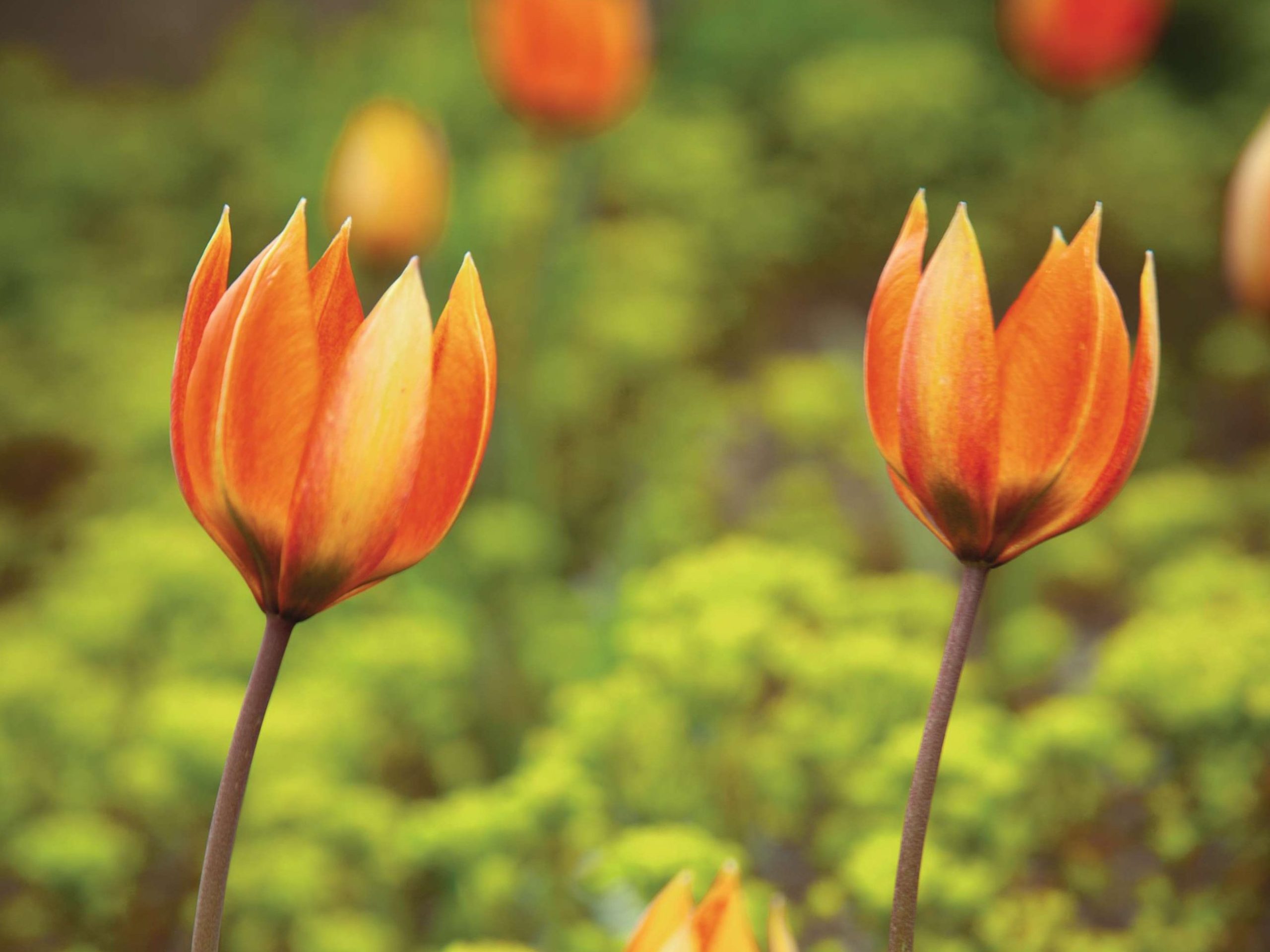 Tulipa orphanidea Whittallii Group
